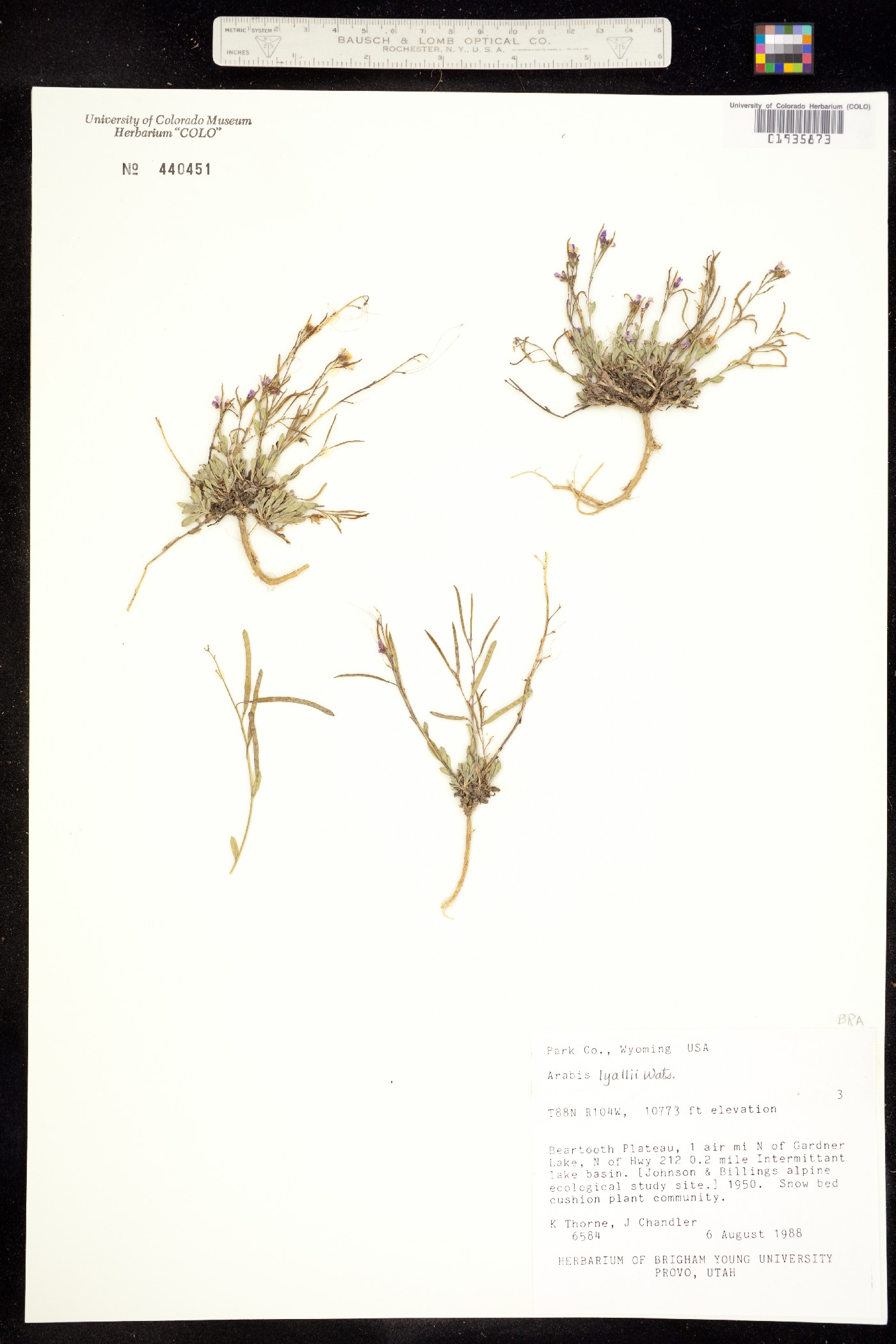 Boechera lyallii image