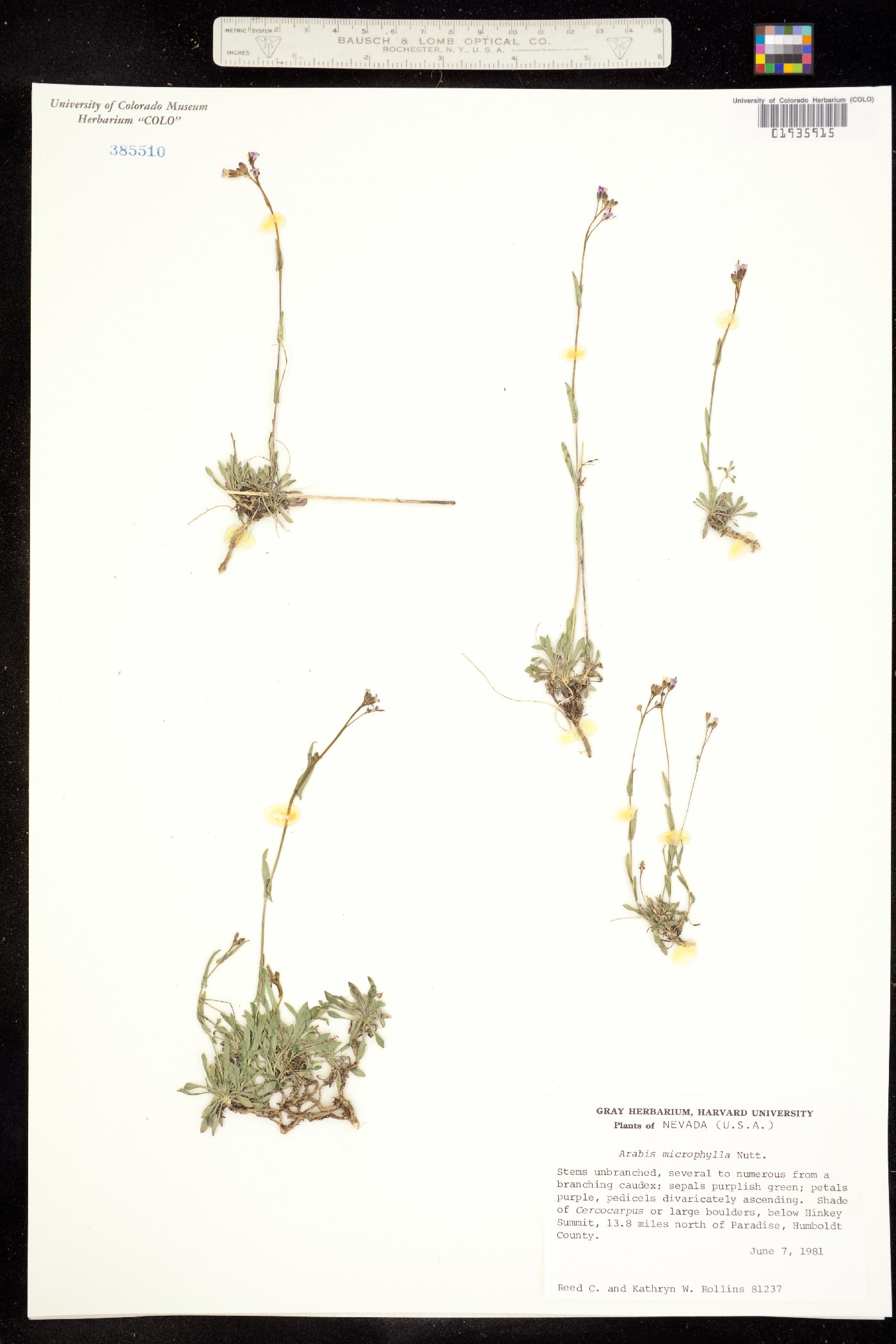 Boechera microphylla image