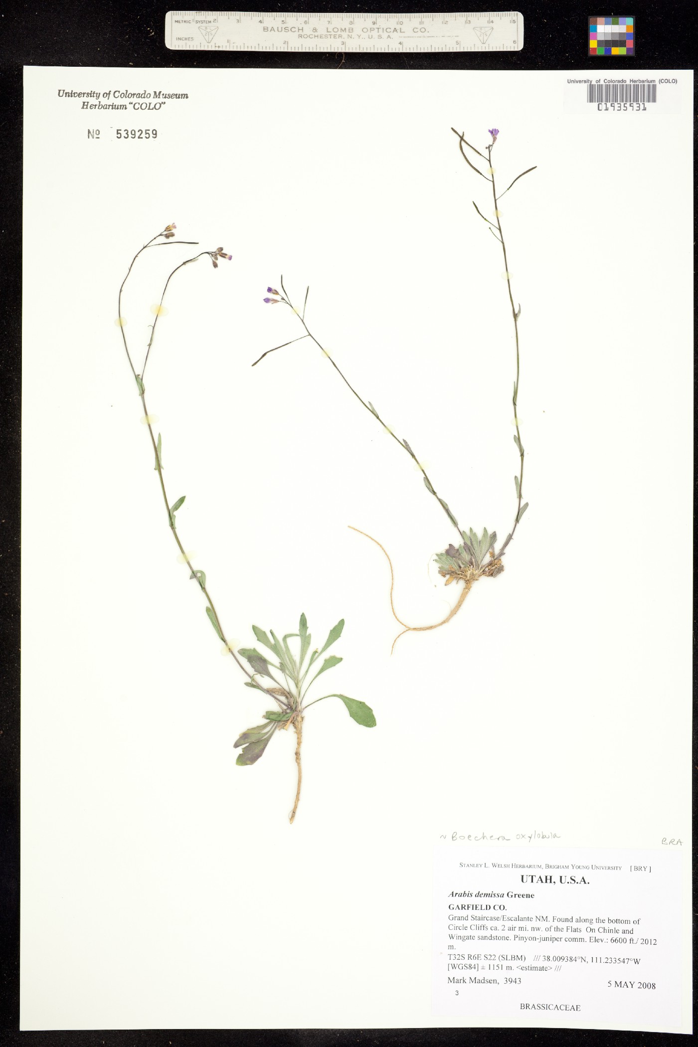 Boechera oxylobula image