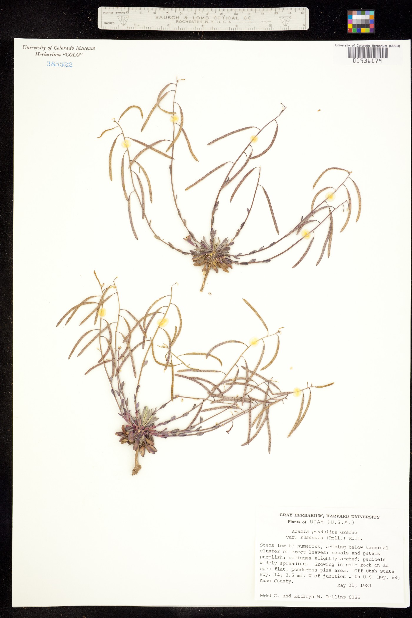 Boechera pendulina image