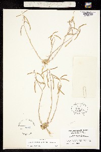Boechera pendulina image