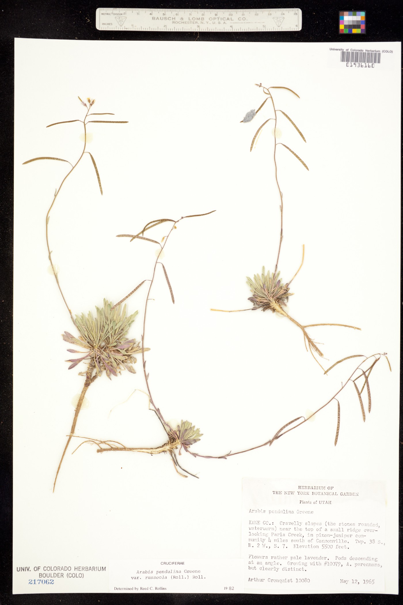 Boechera pendulina image
