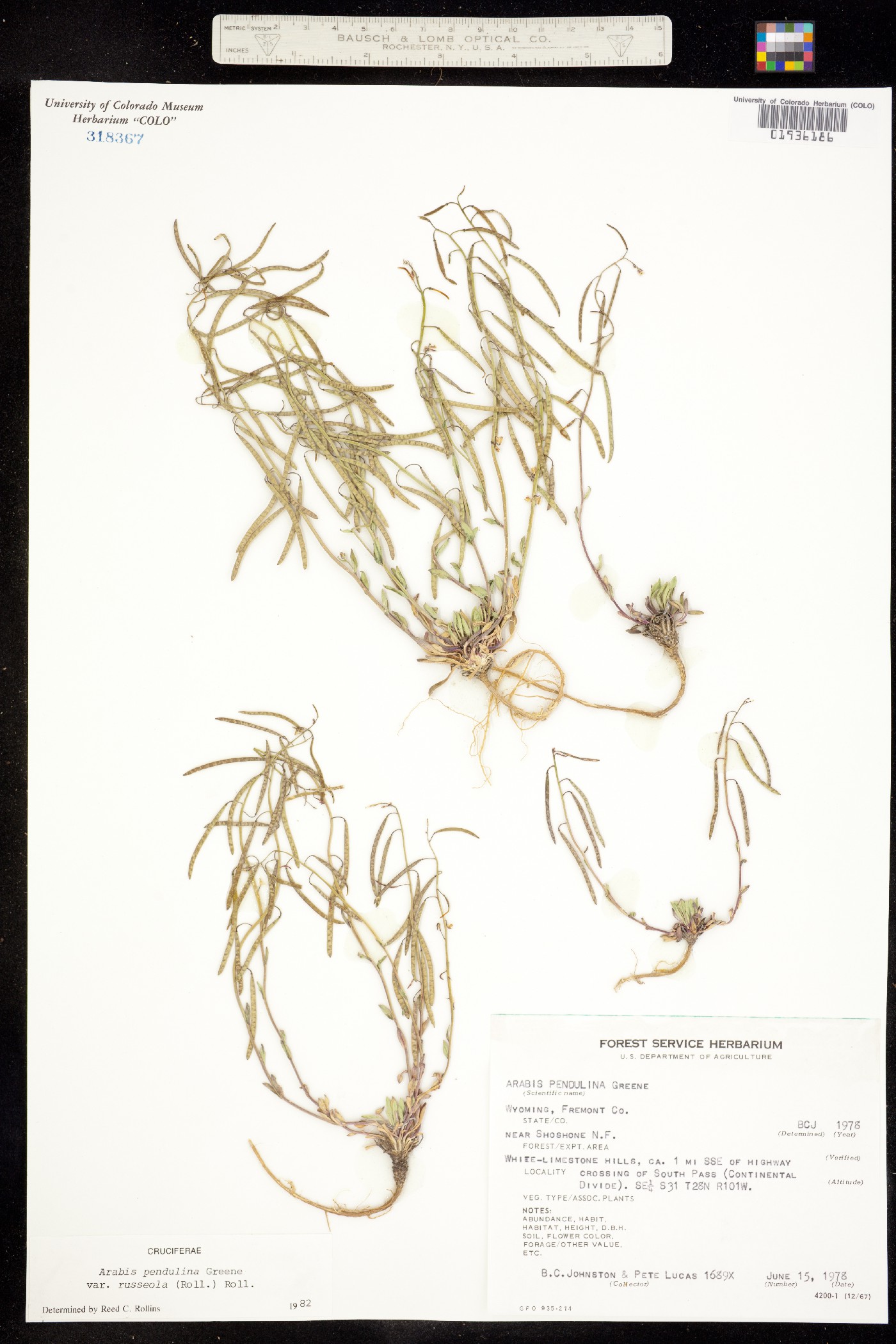 Boechera pendulina image