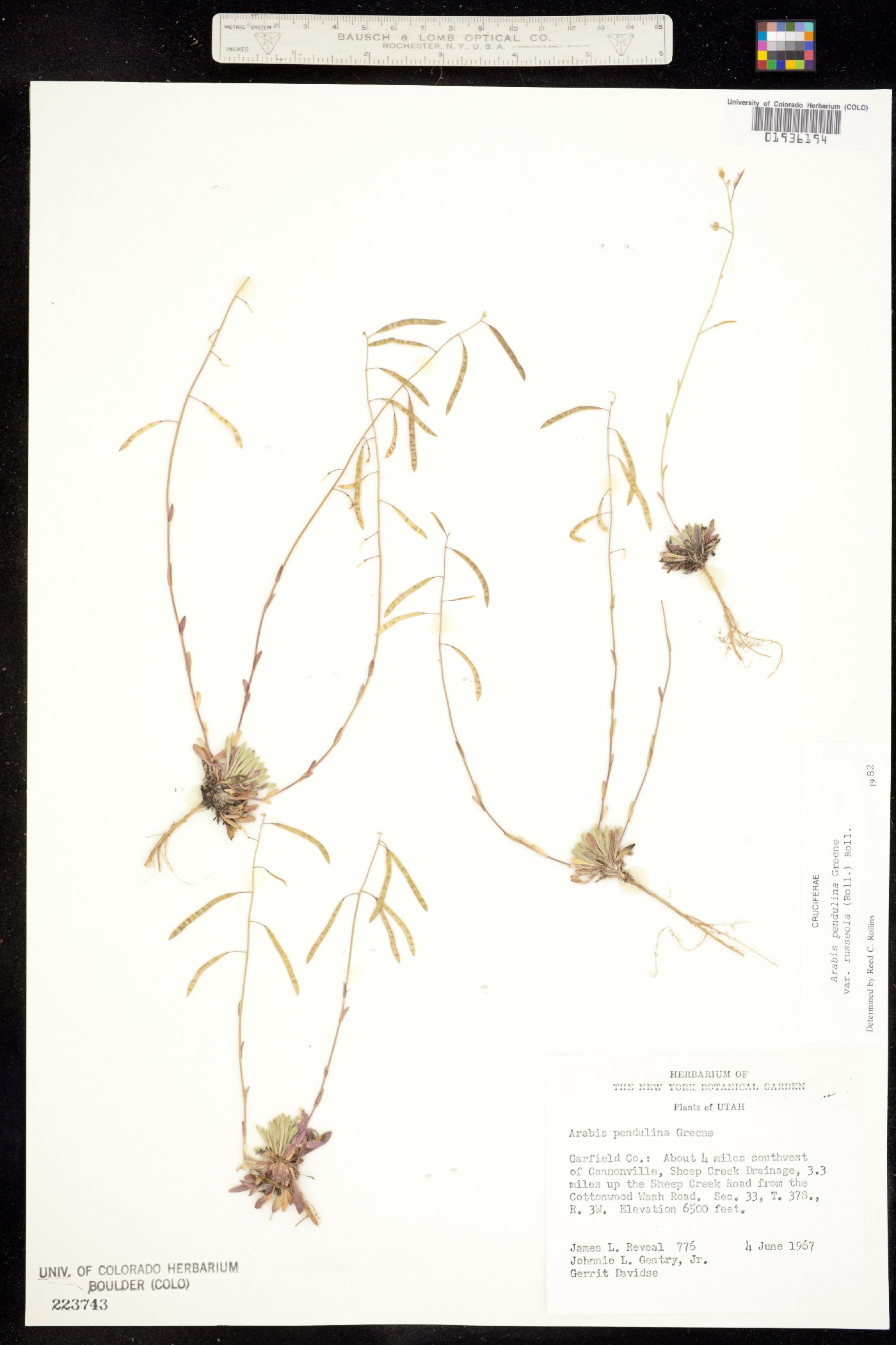 Boechera pendulina image