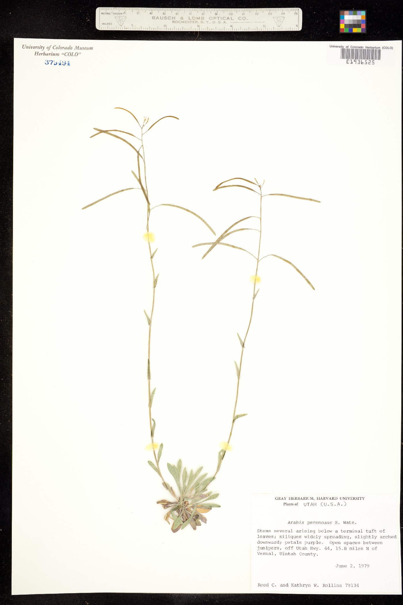Boechera perennans image