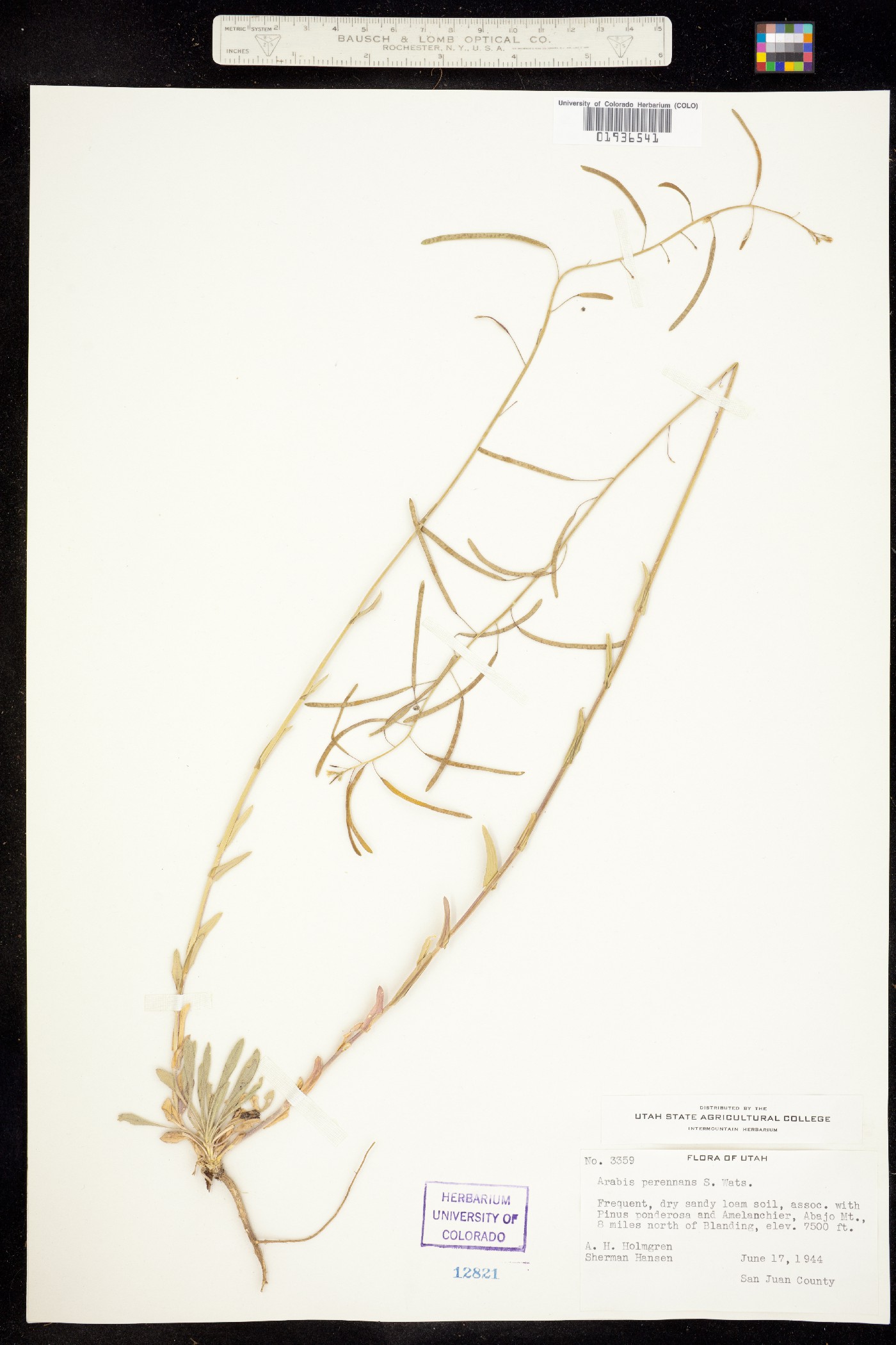Boechera perennans image