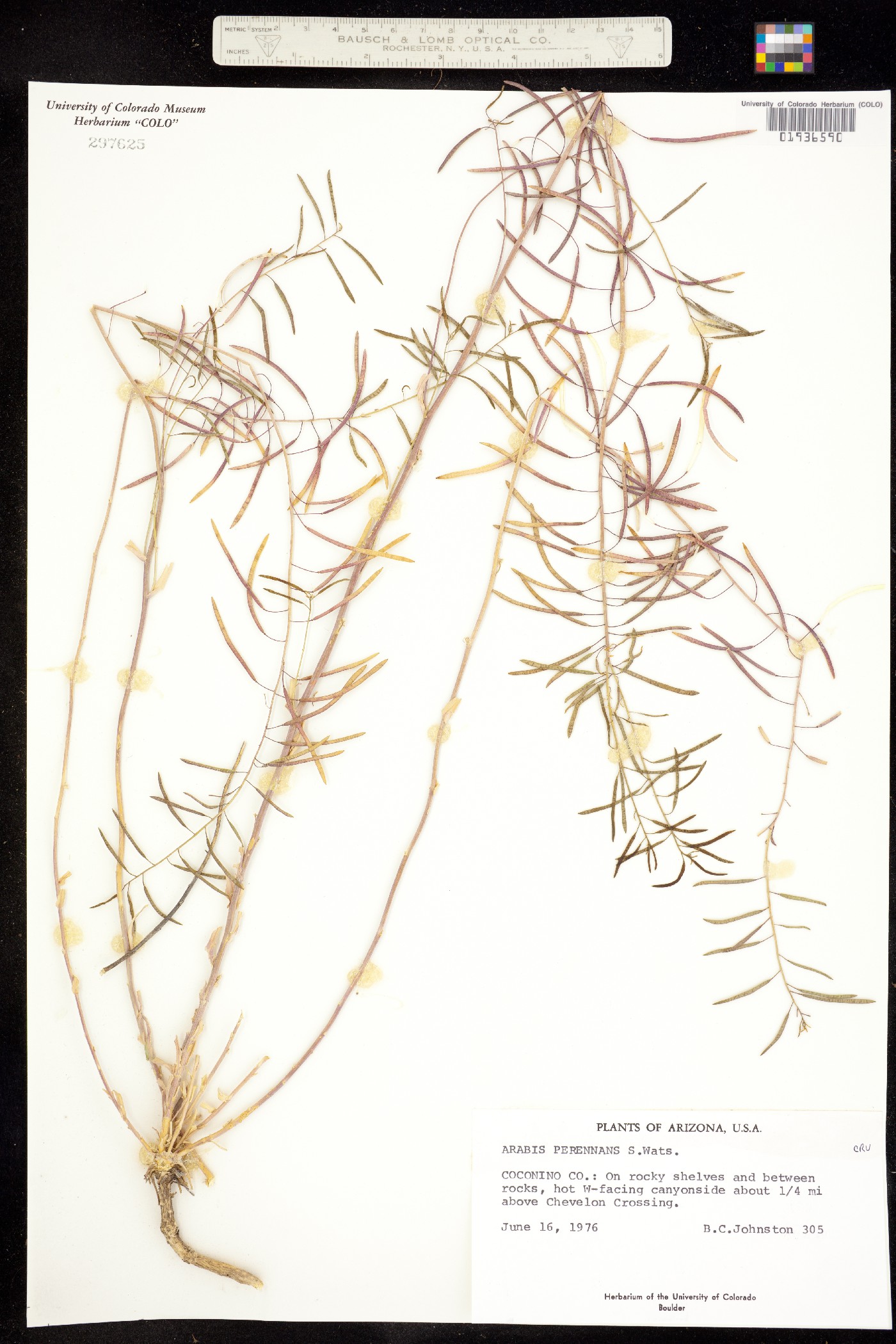 Boechera perennans image