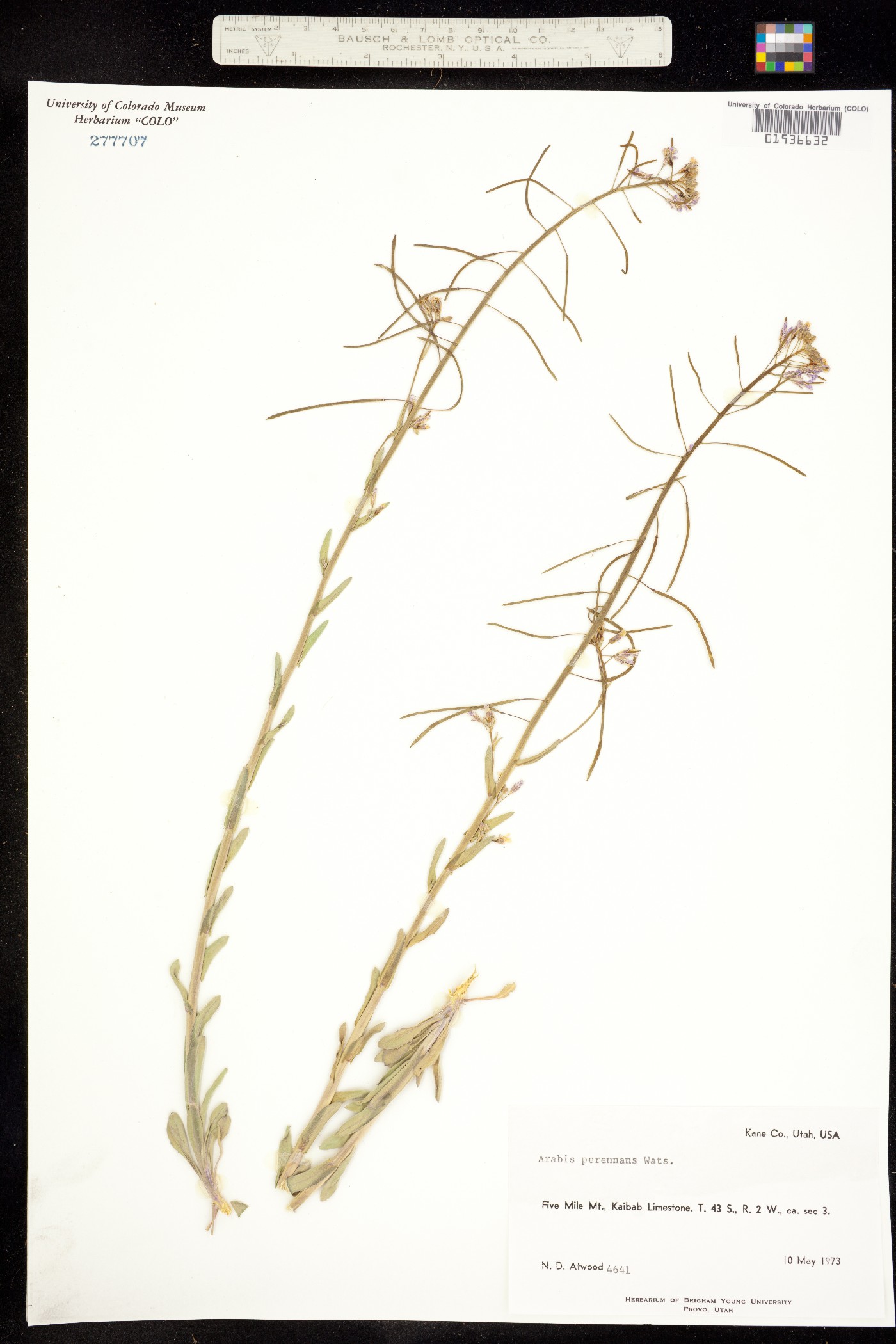 Boechera perennans image