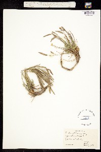 Boechera platysperma image