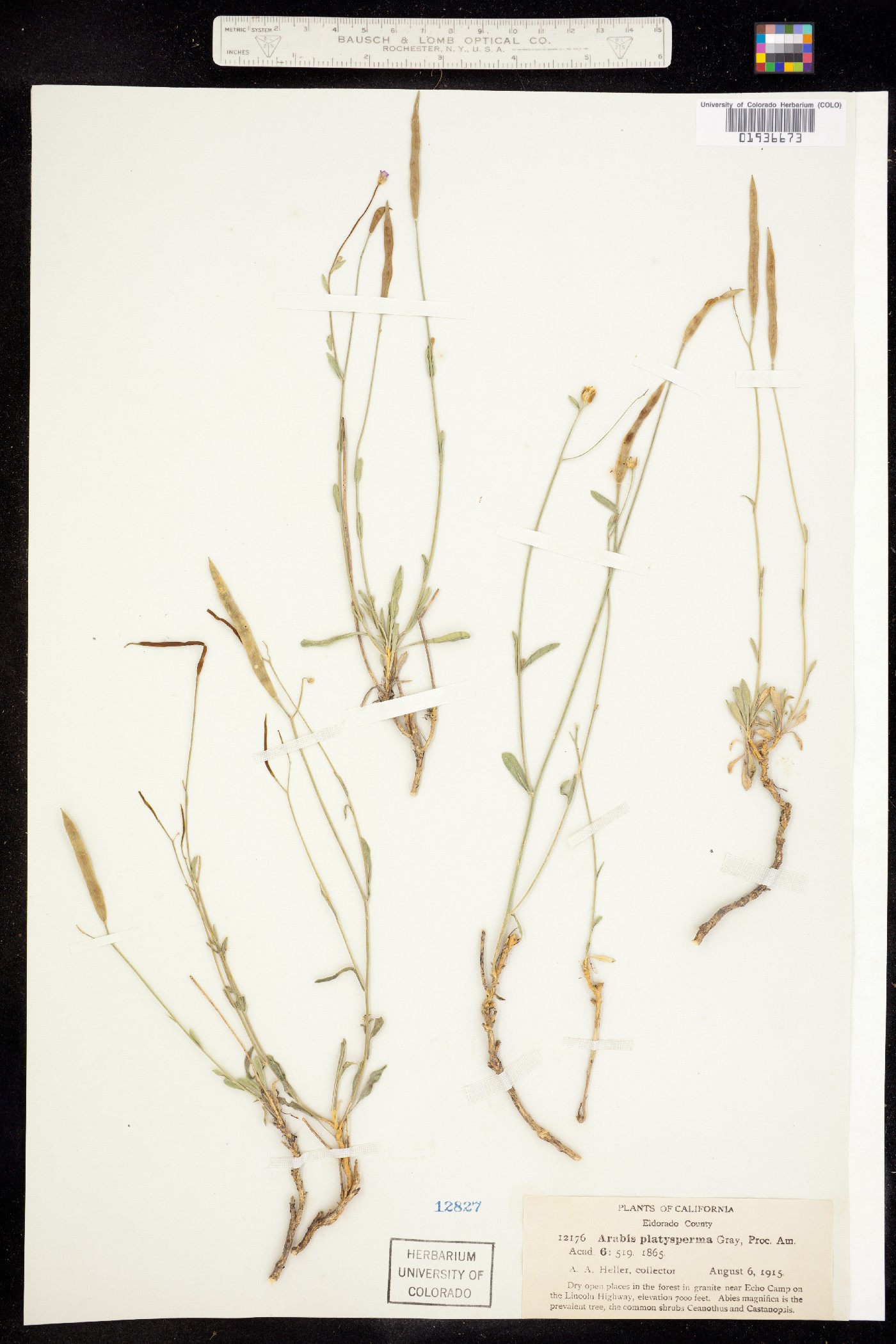 Boechera platysperma image