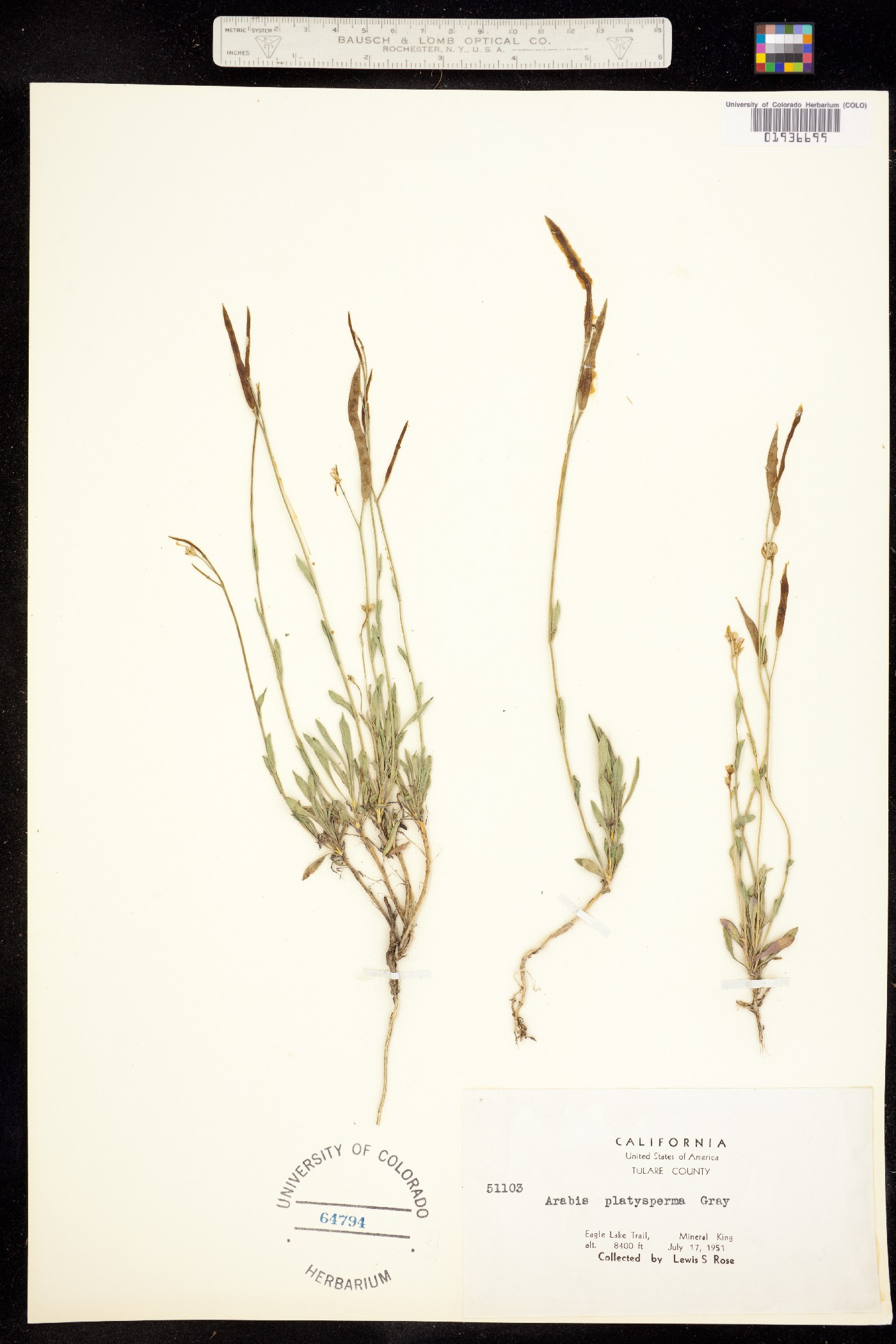 Boechera platysperma image