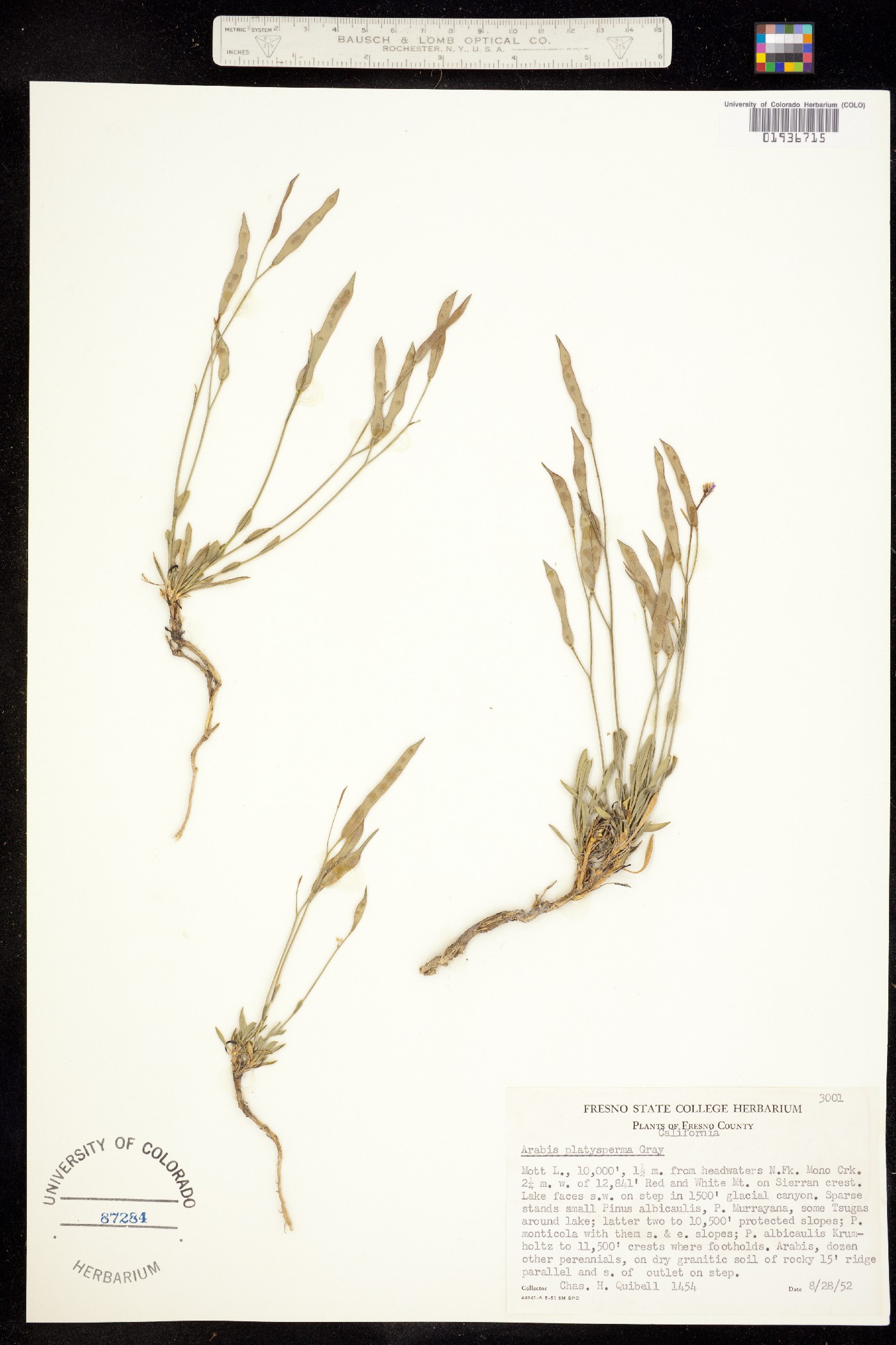 Boechera platysperma image