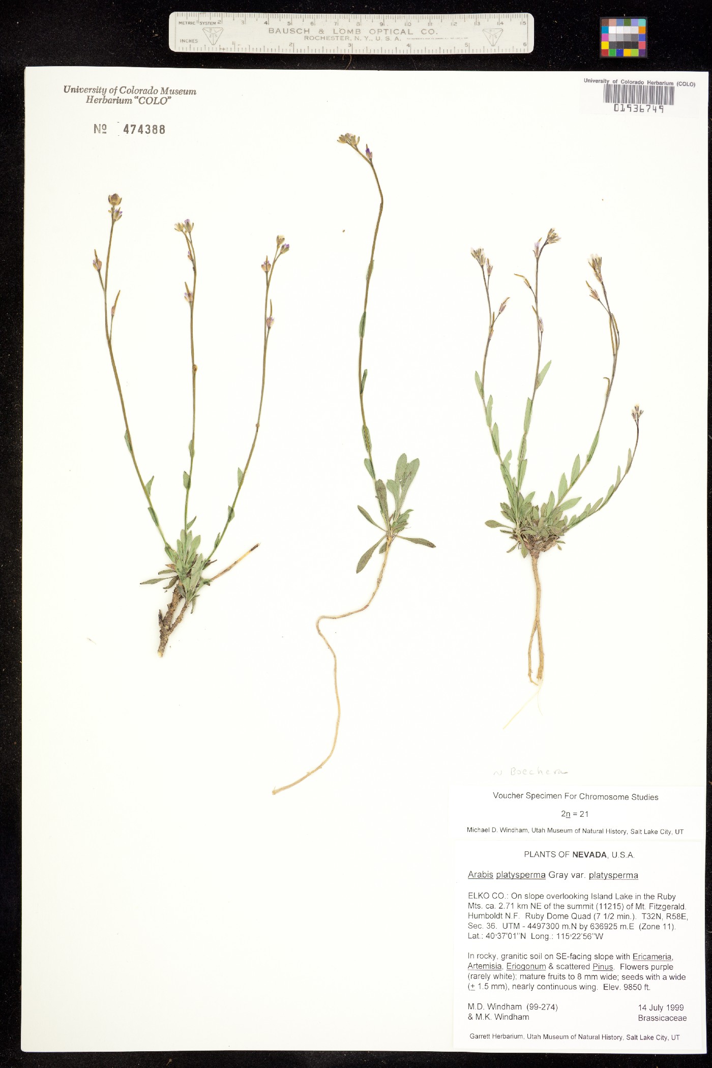 Boechera platysperma image