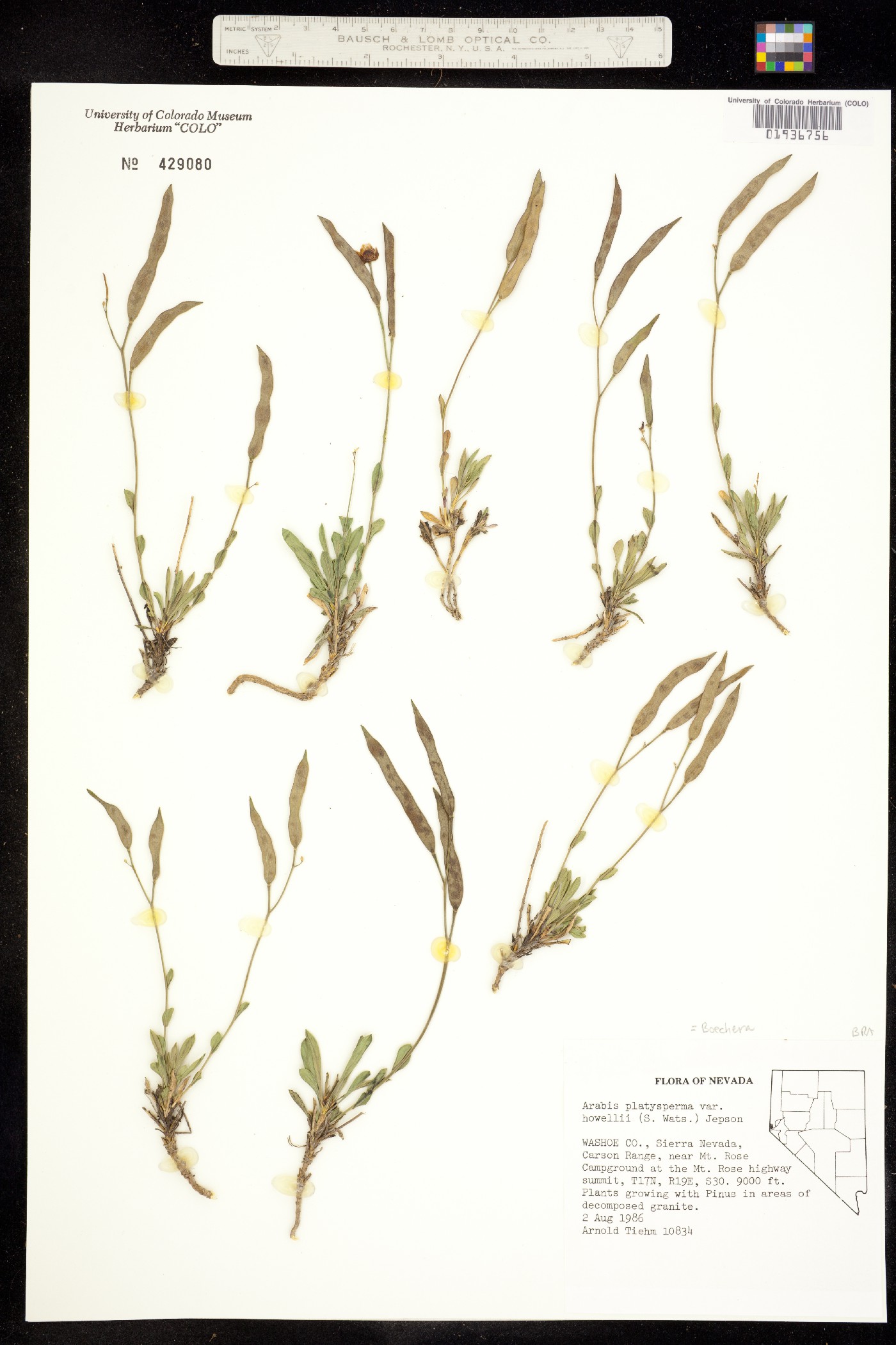 Boechera platysperma image