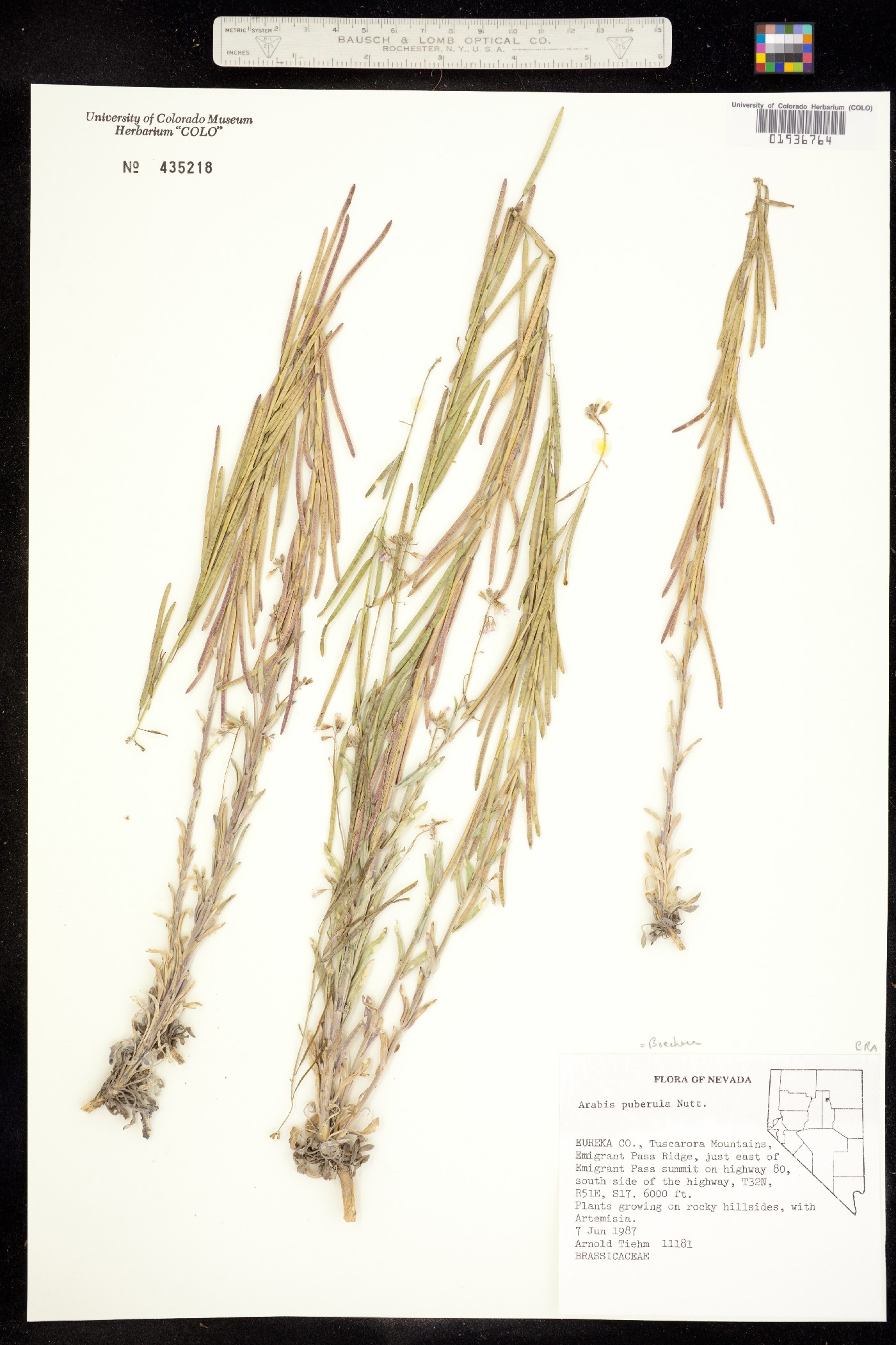 Boechera puberula image