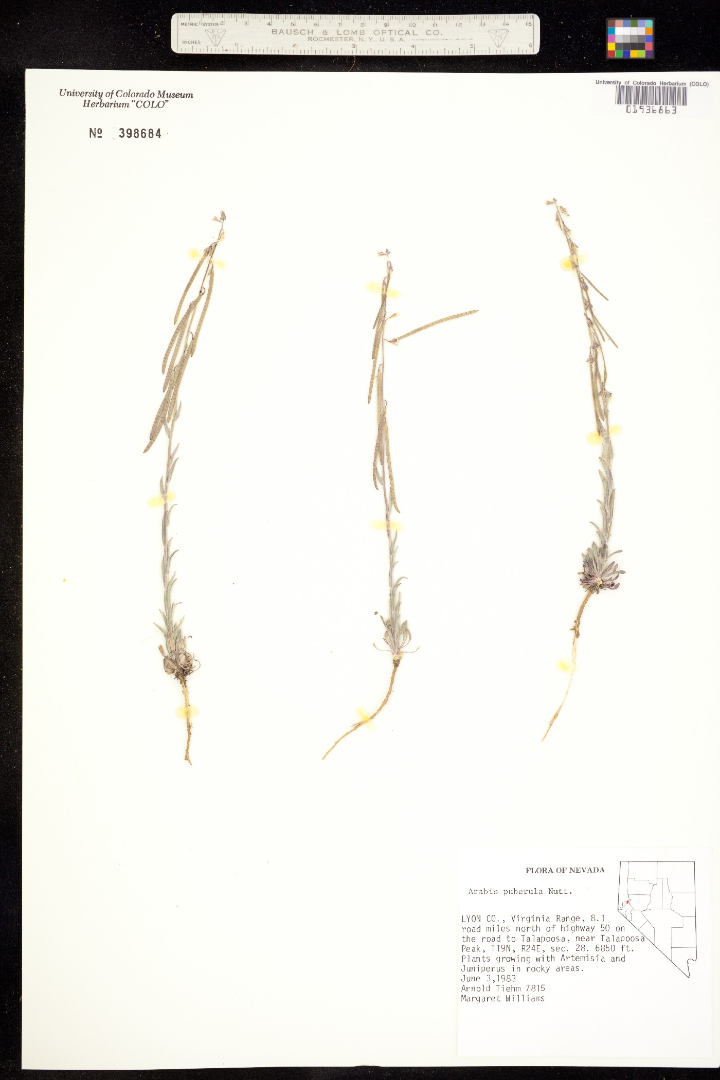 Boechera puberula image