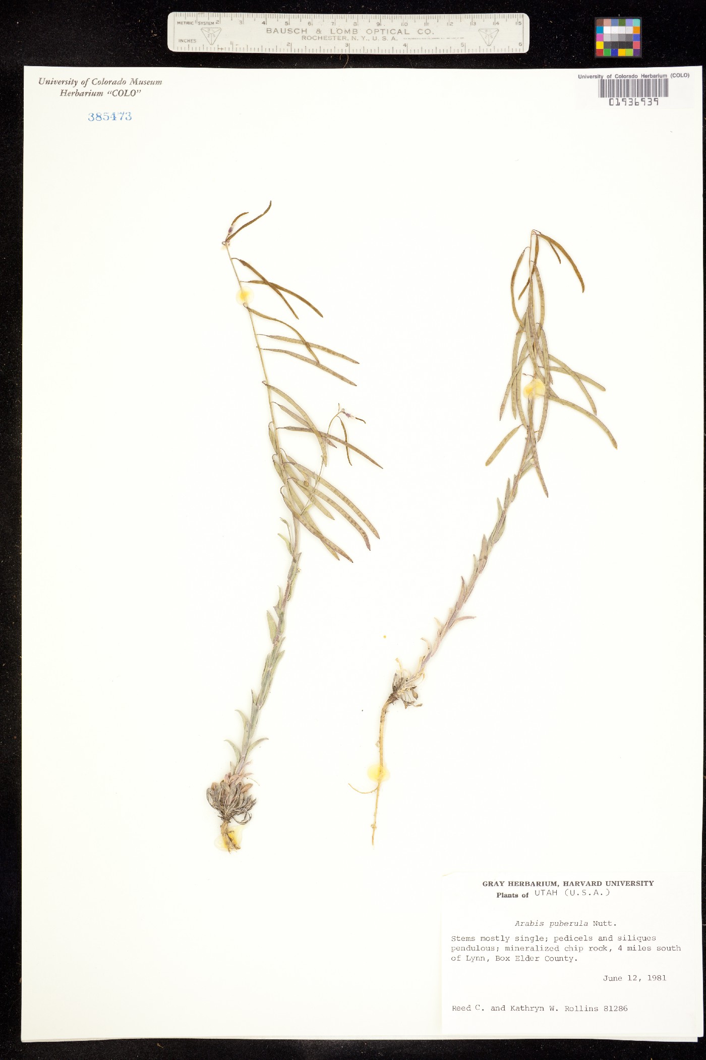 Boechera puberula image