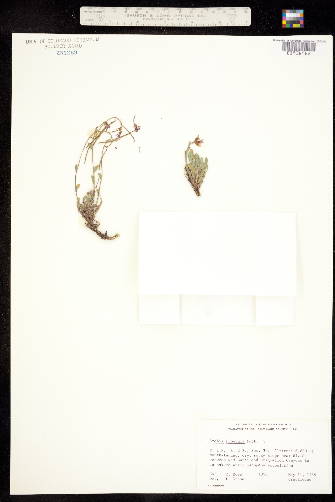 Boechera puberula image