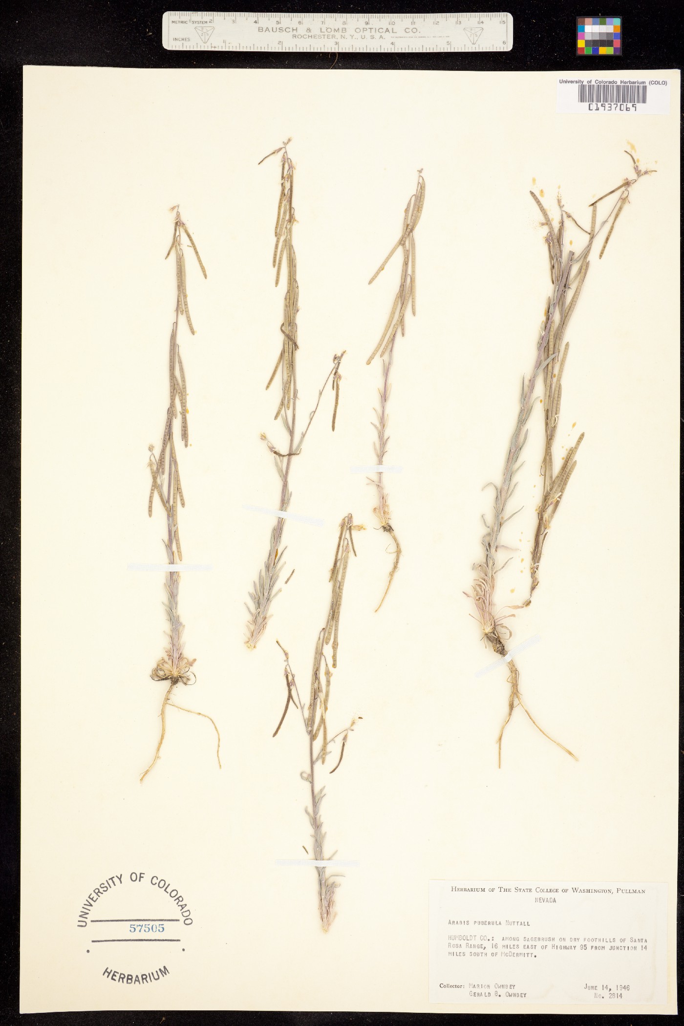 Boechera puberula image