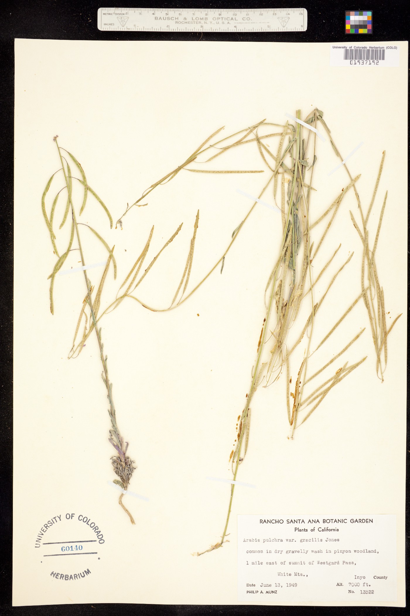 Boechera pulchra image