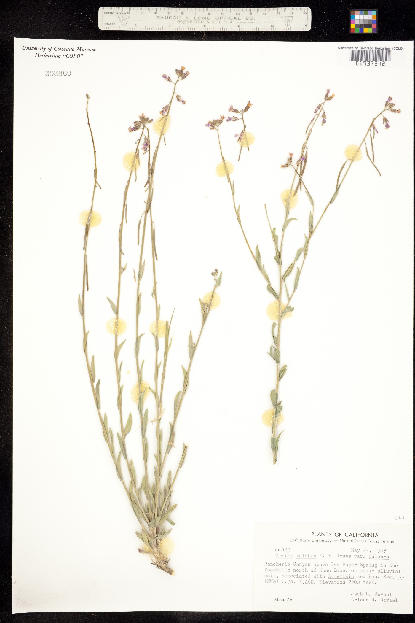 Boechera pulchra image