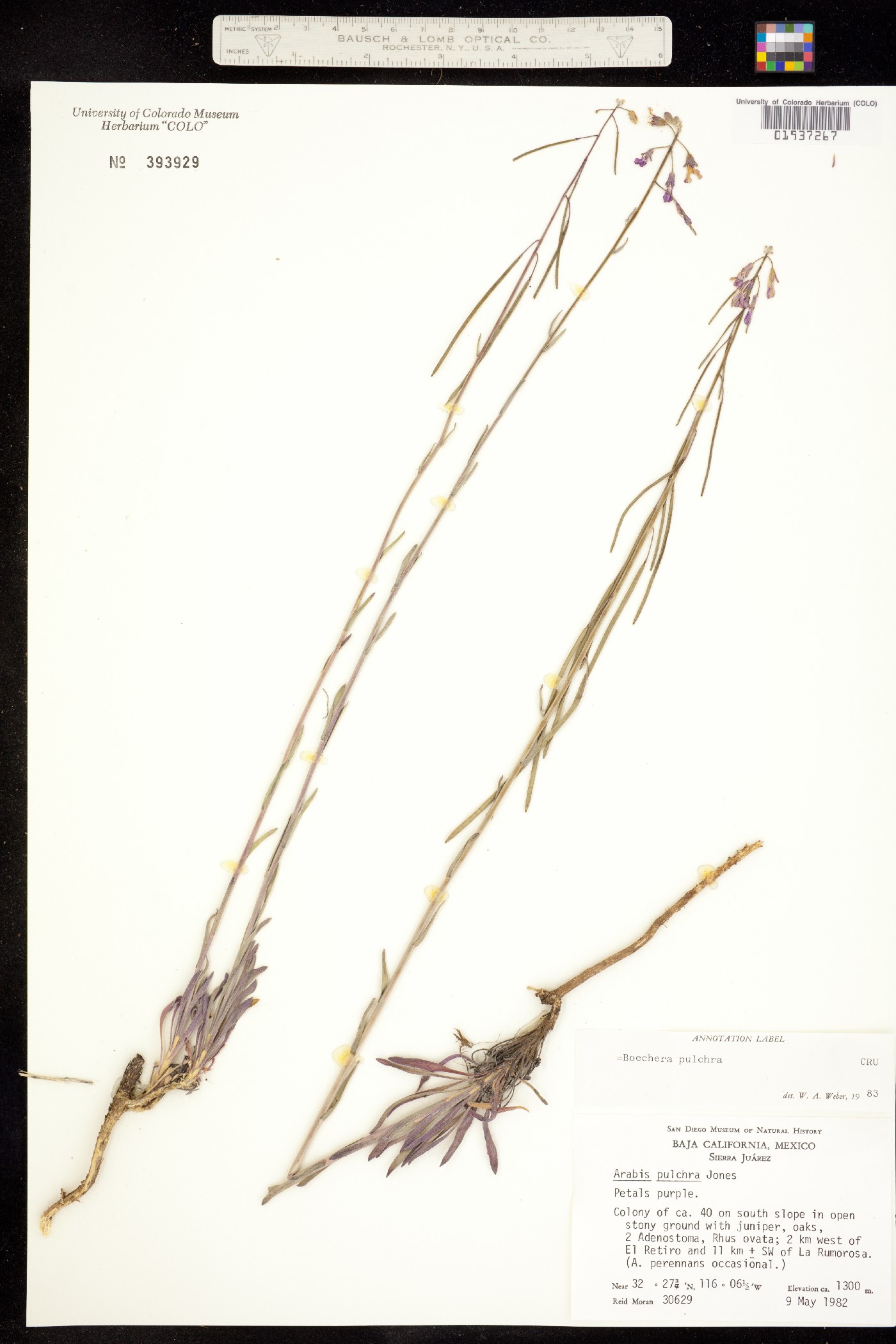 Boechera pulchra image