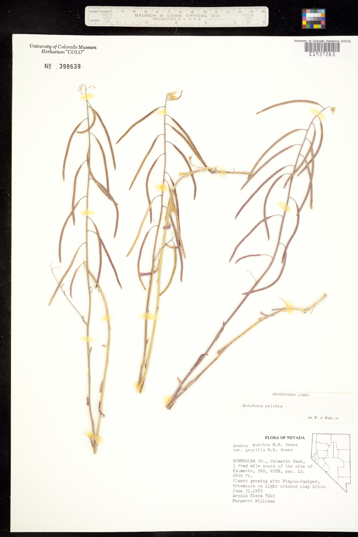 Boechera pulchra image