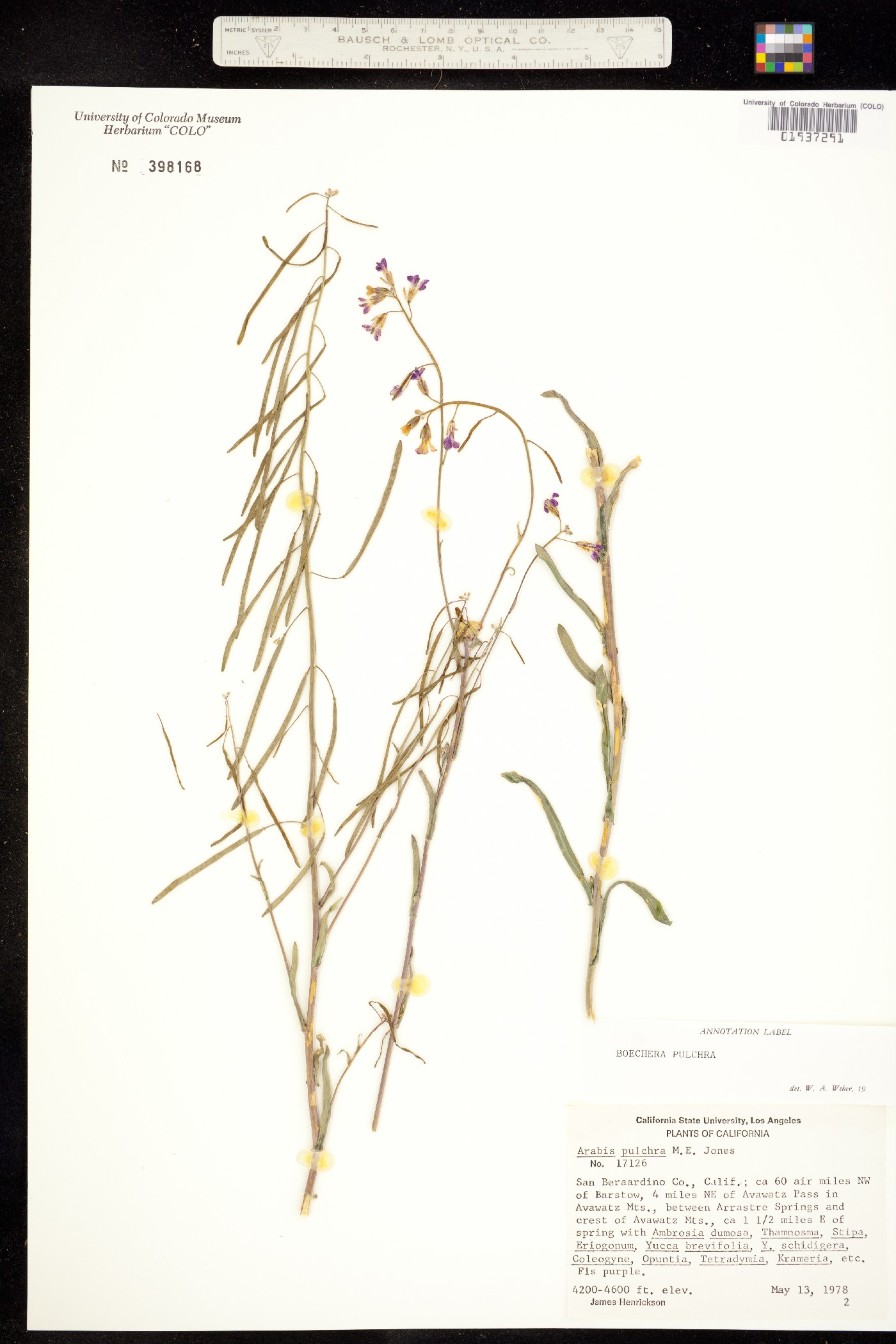 Boechera pulchra image