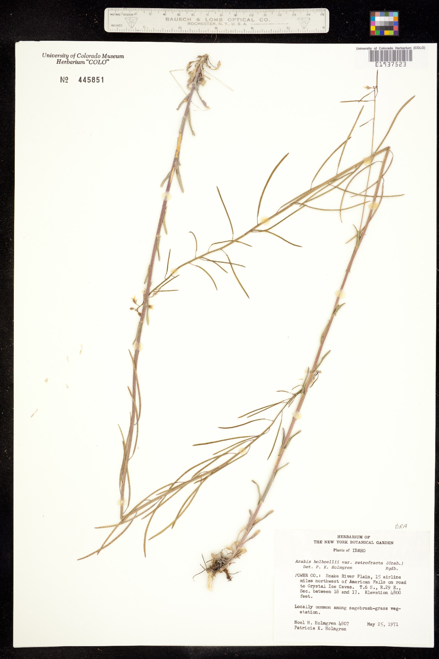 Boechera retrofracta image