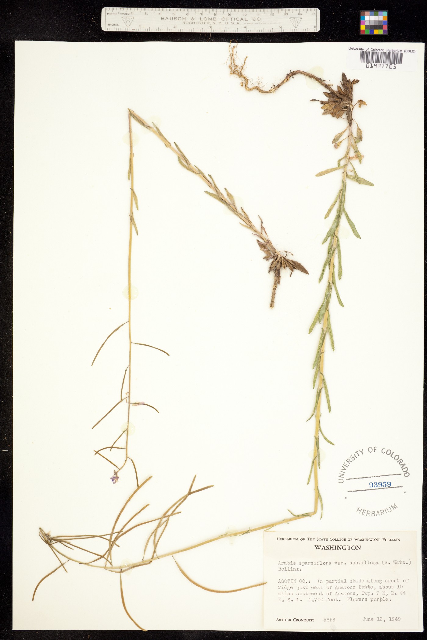 Boechera sparsiflora image