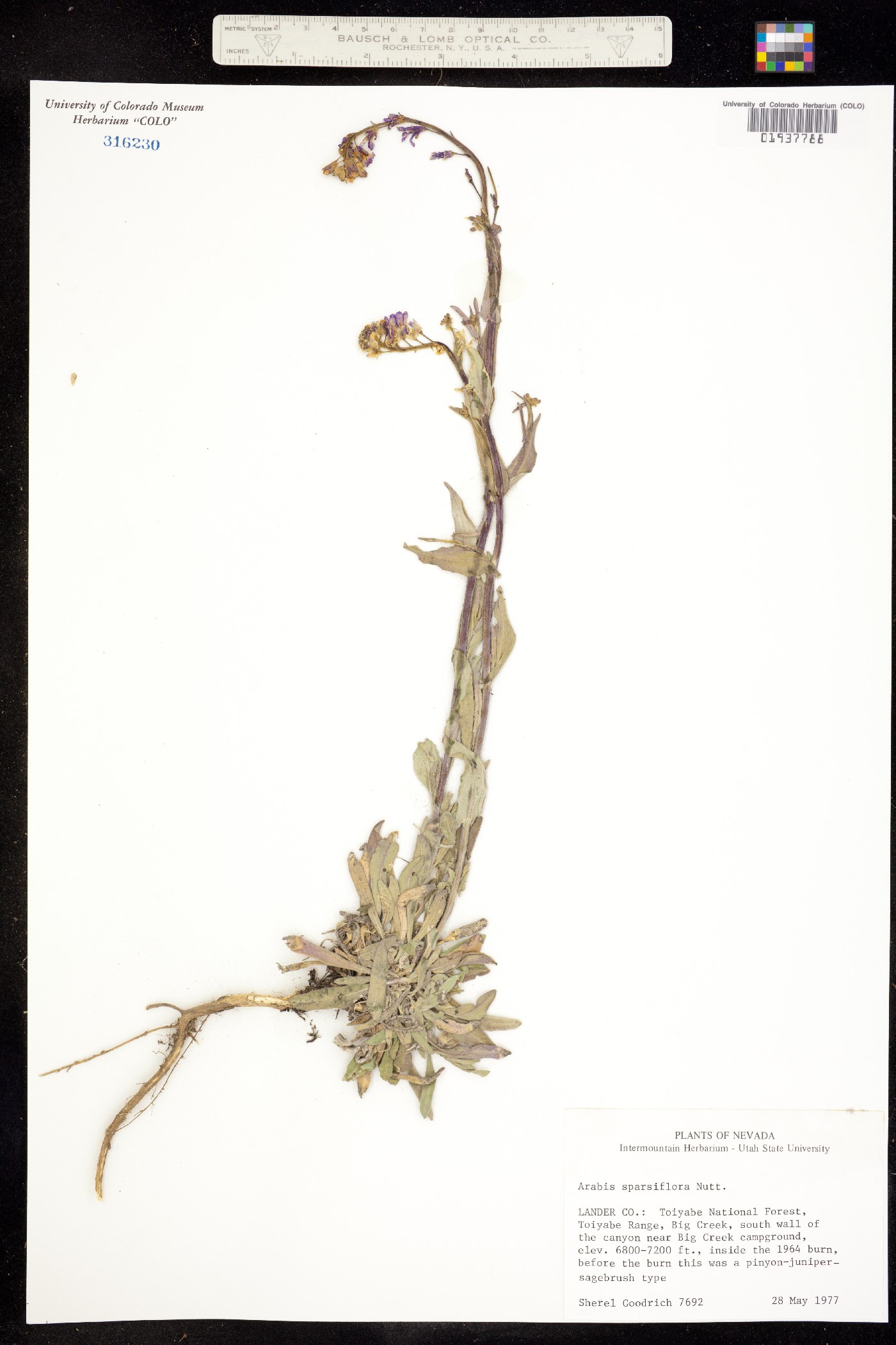 Boechera sparsiflora image