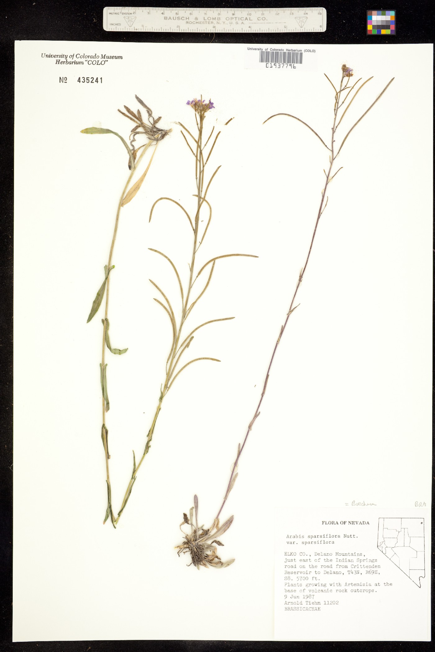 Boechera sparsiflora image