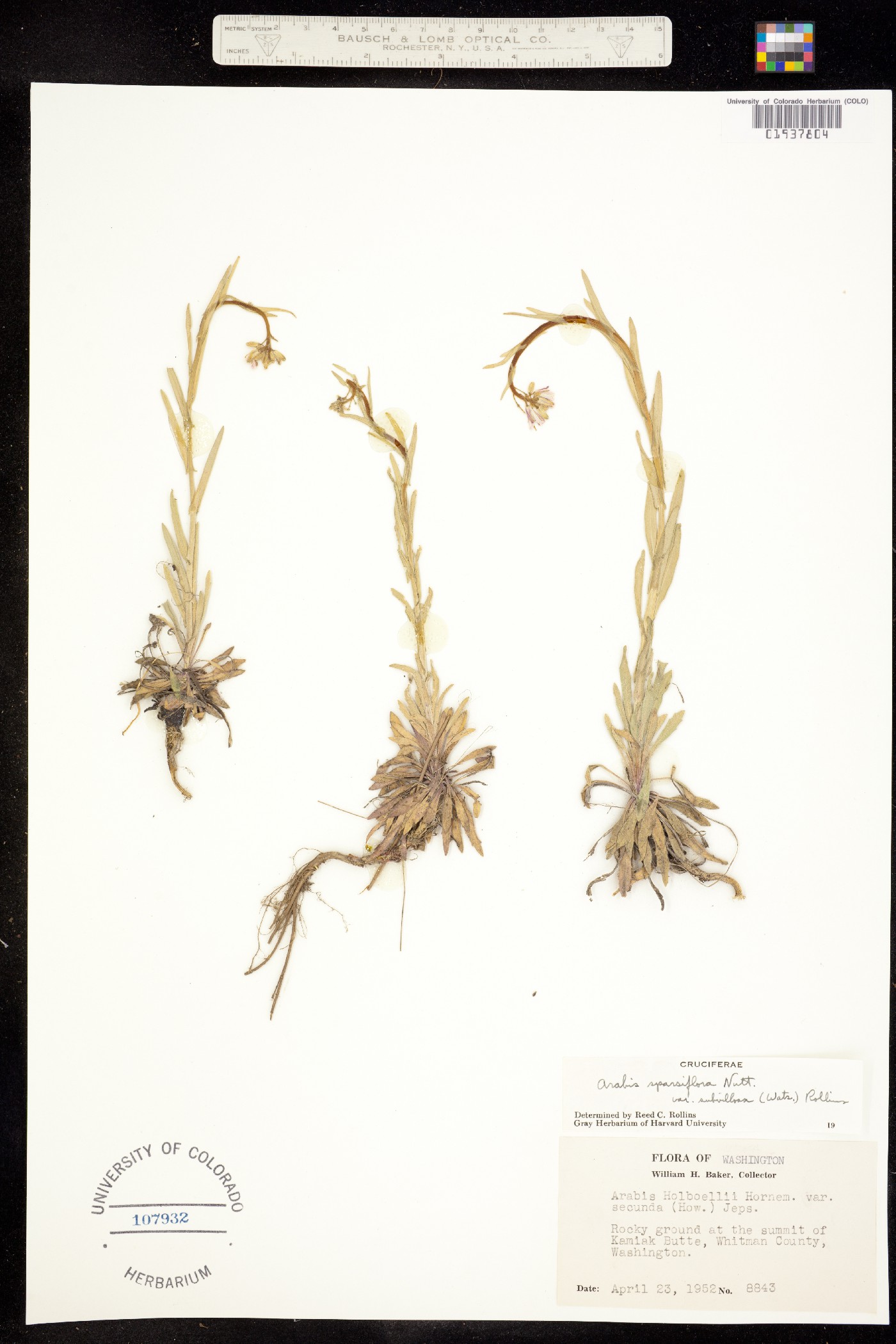 Boechera sparsiflora image