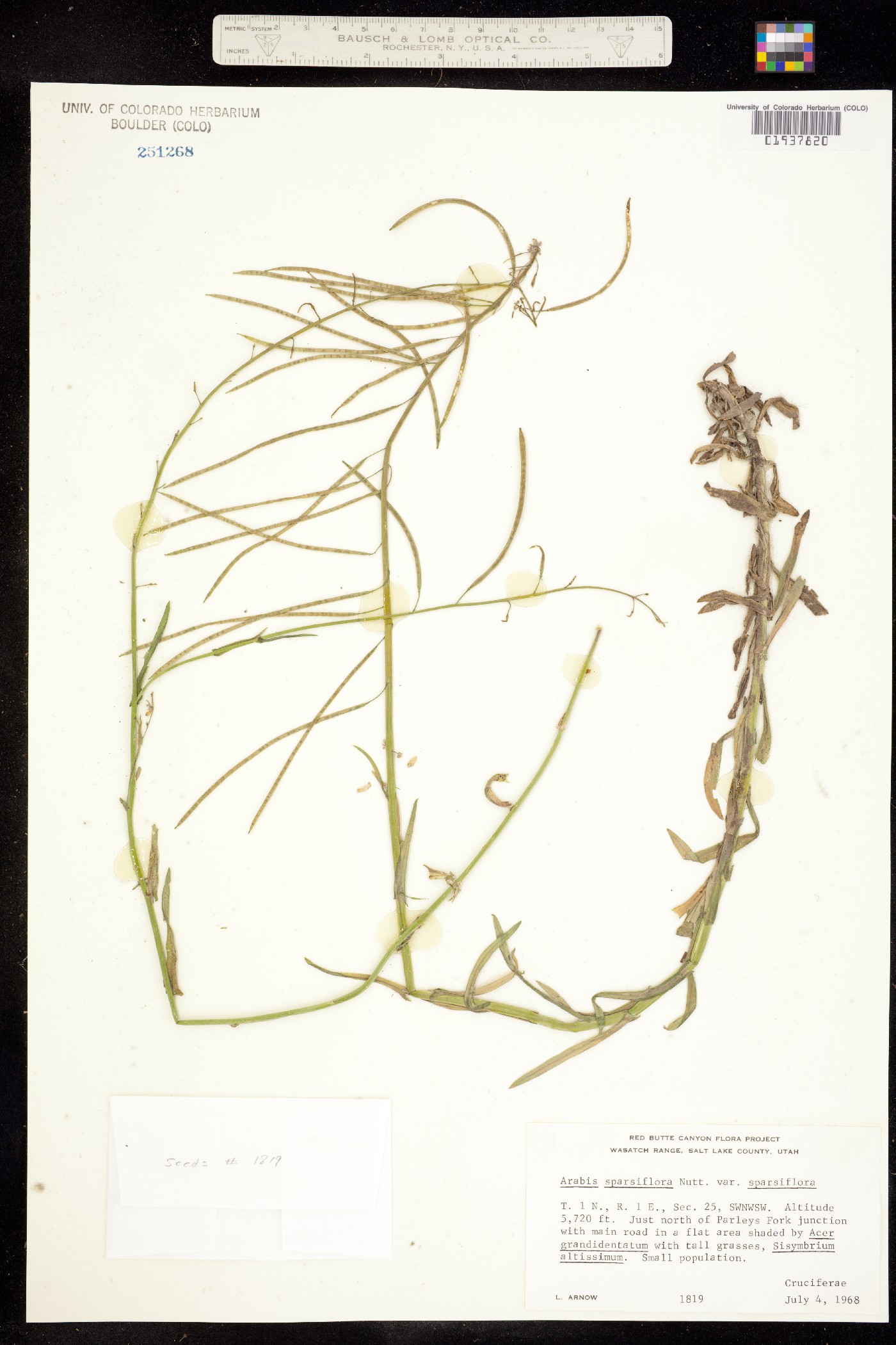 Boechera sparsiflora image
