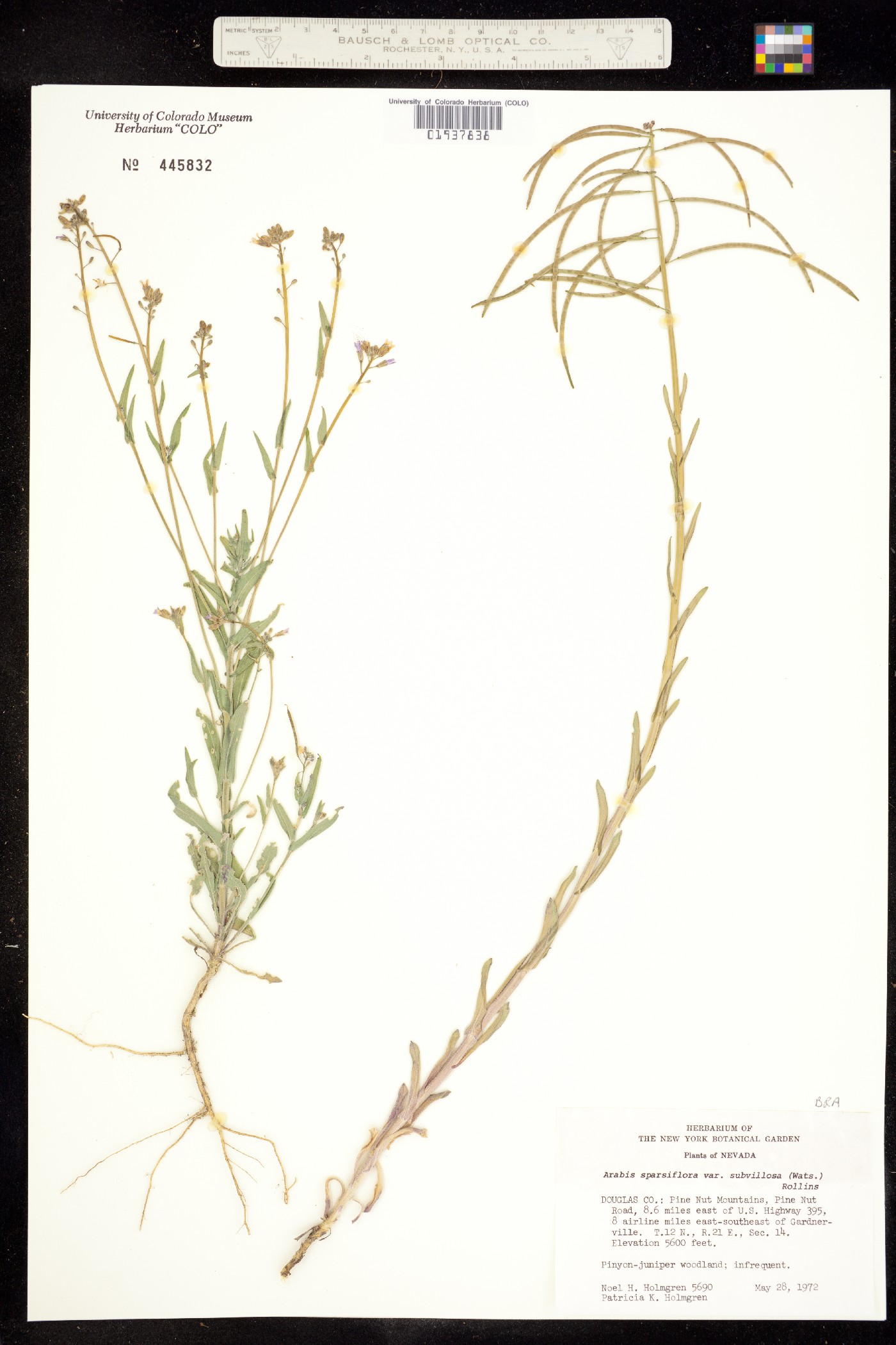 Boechera sparsiflora image