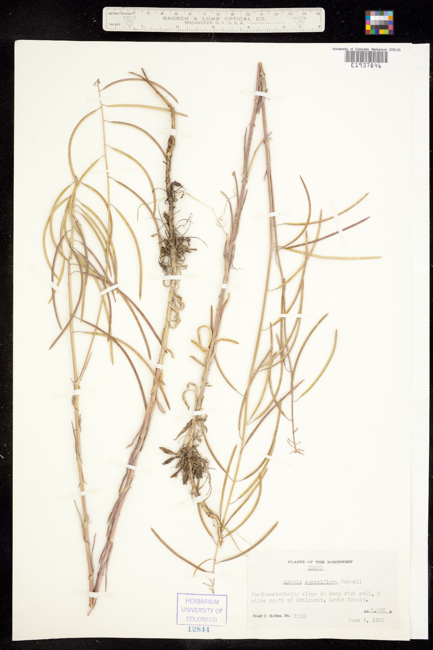 Boechera sparsiflora image