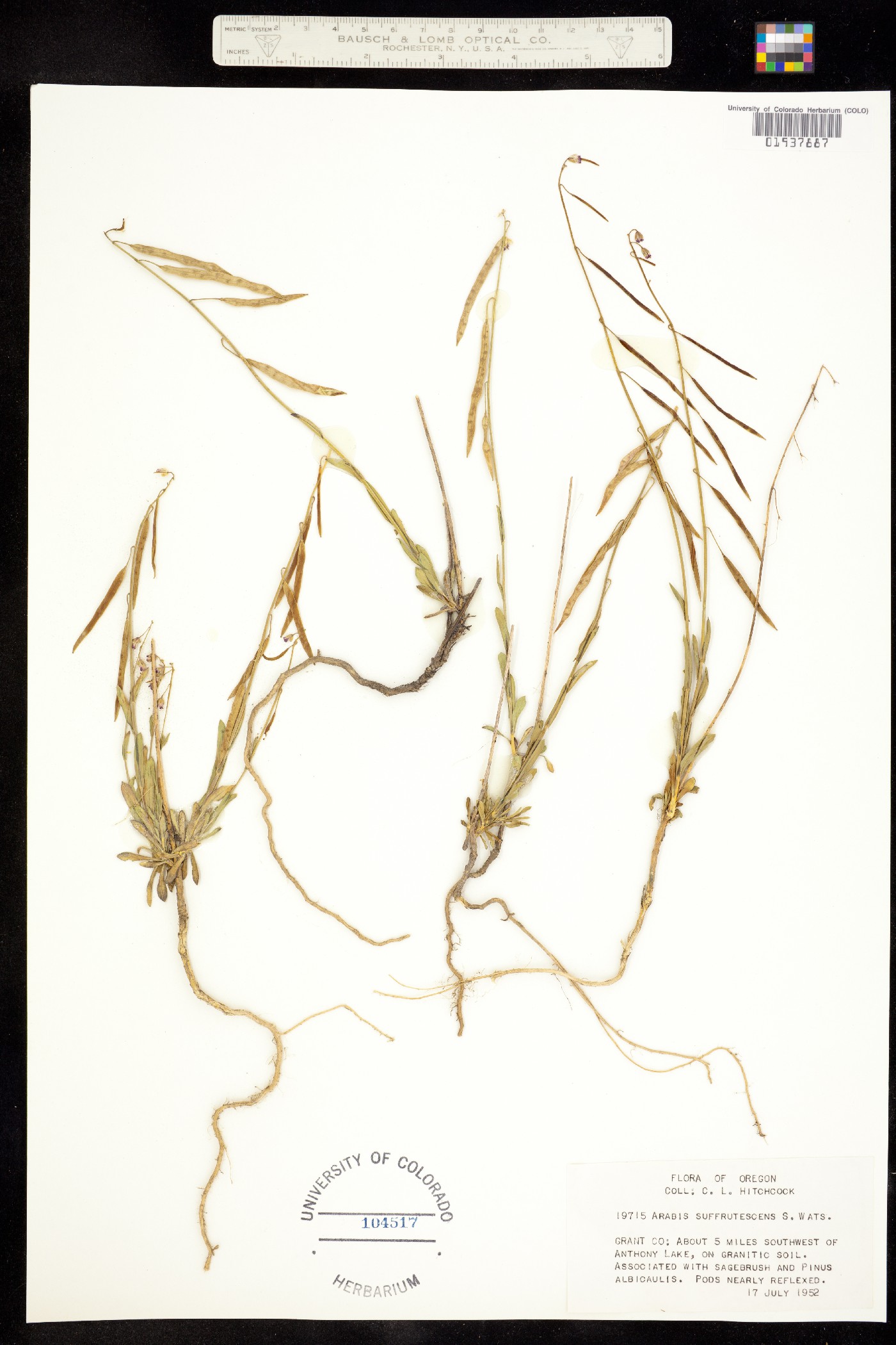 Boechera suffrutescens image