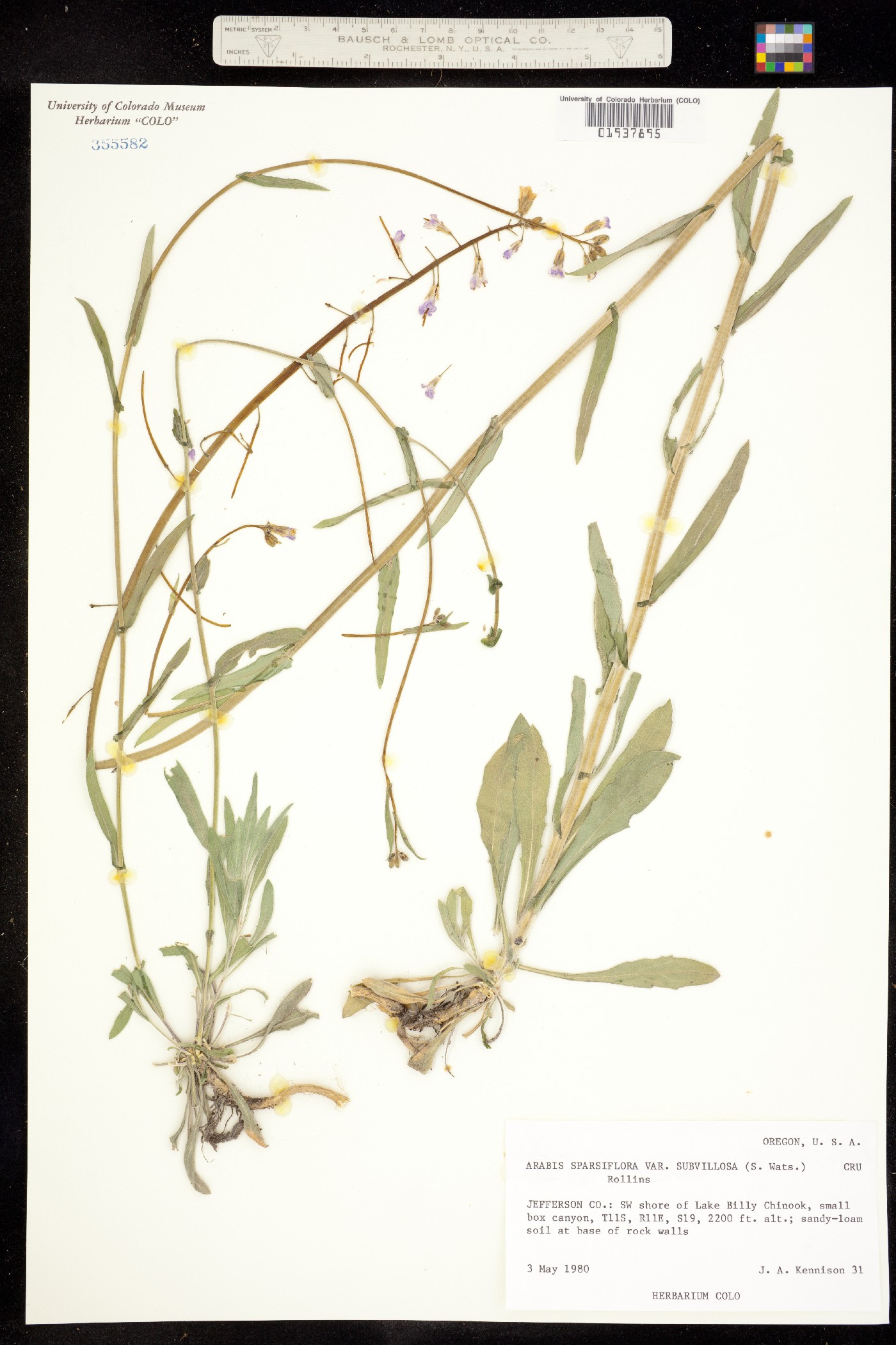 Boechera sparsiflora image