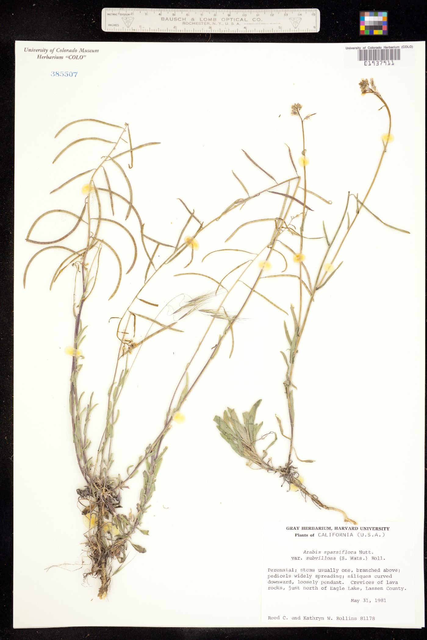 Boechera sparsiflora image