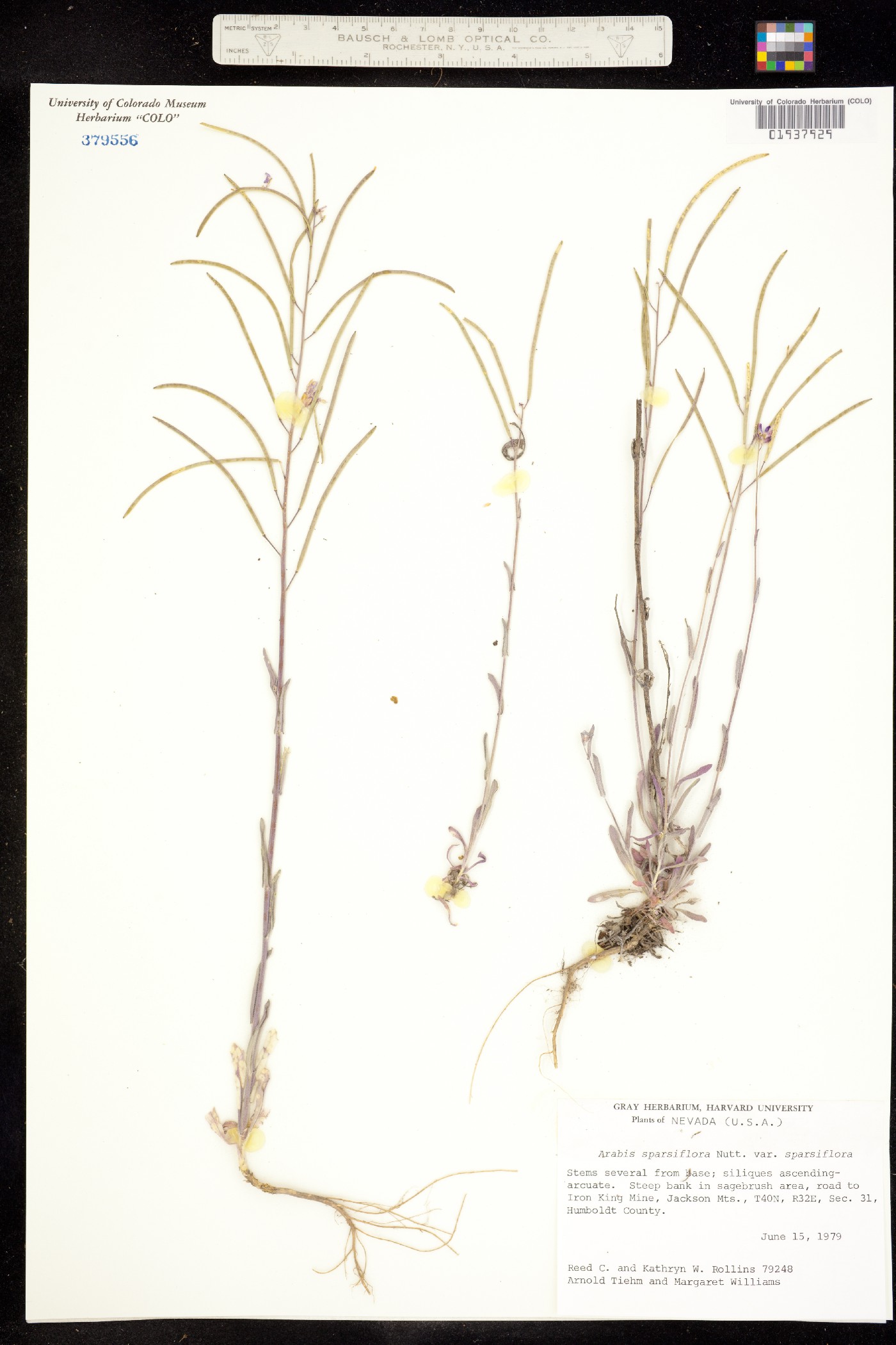 Boechera sparsiflora image
