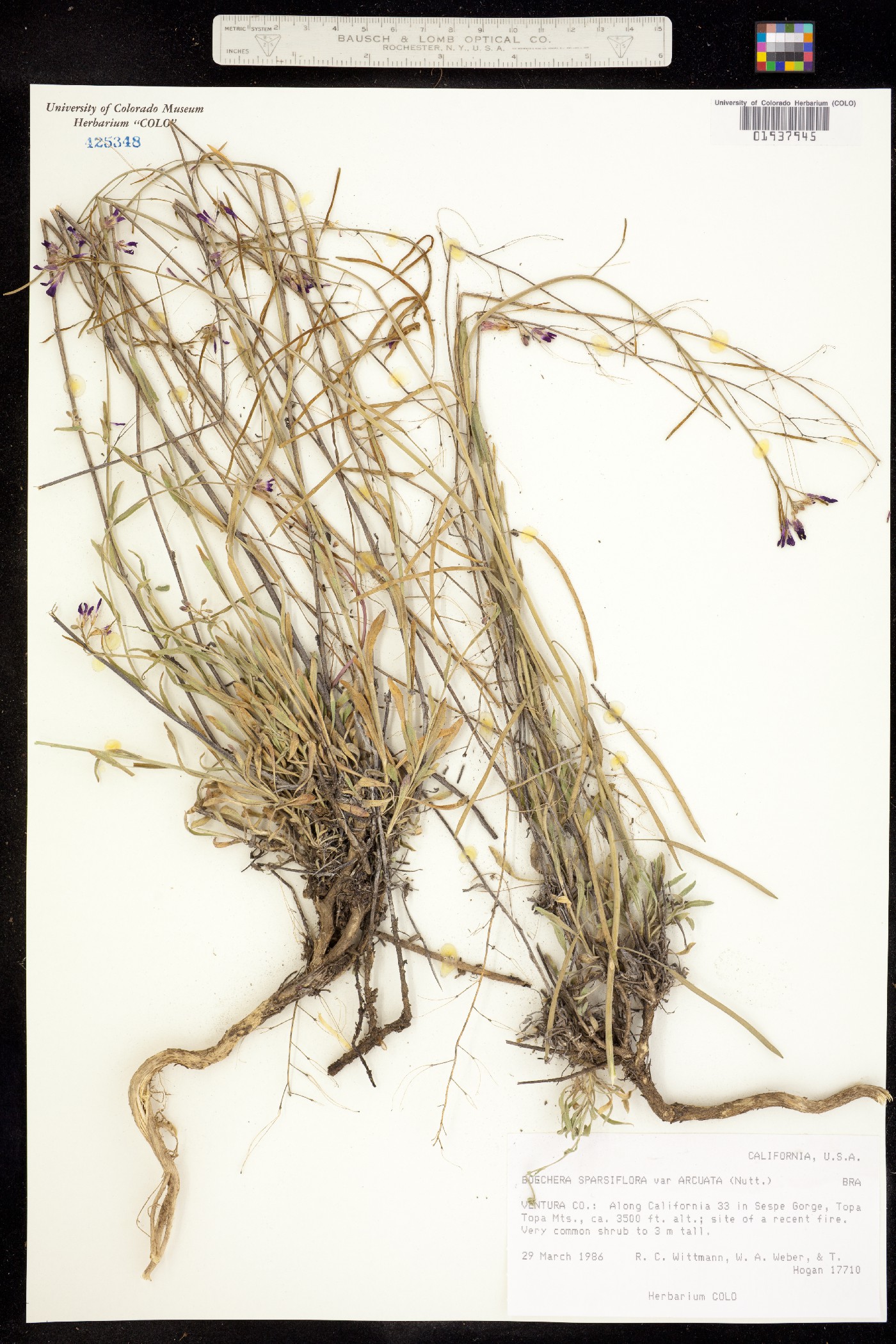 Boechera sparsiflora image