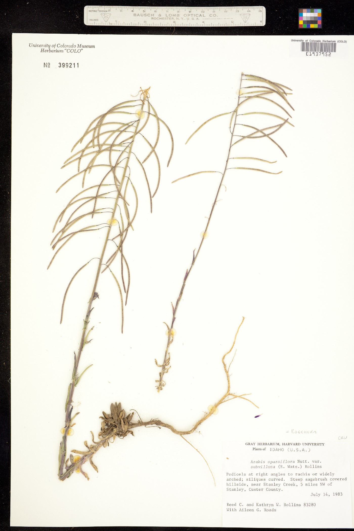 Boechera sparsiflora image