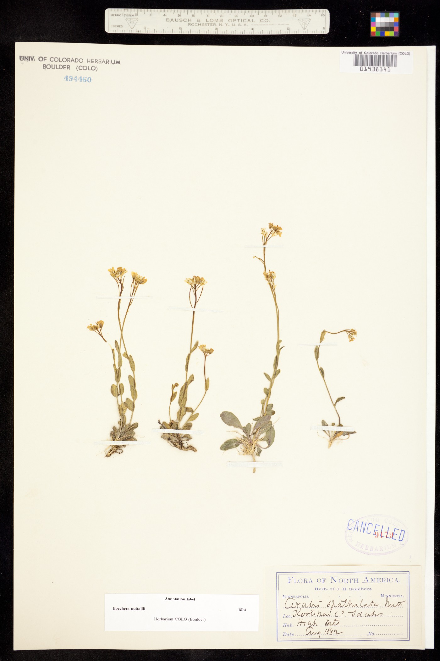 Arabis nuttallii image
