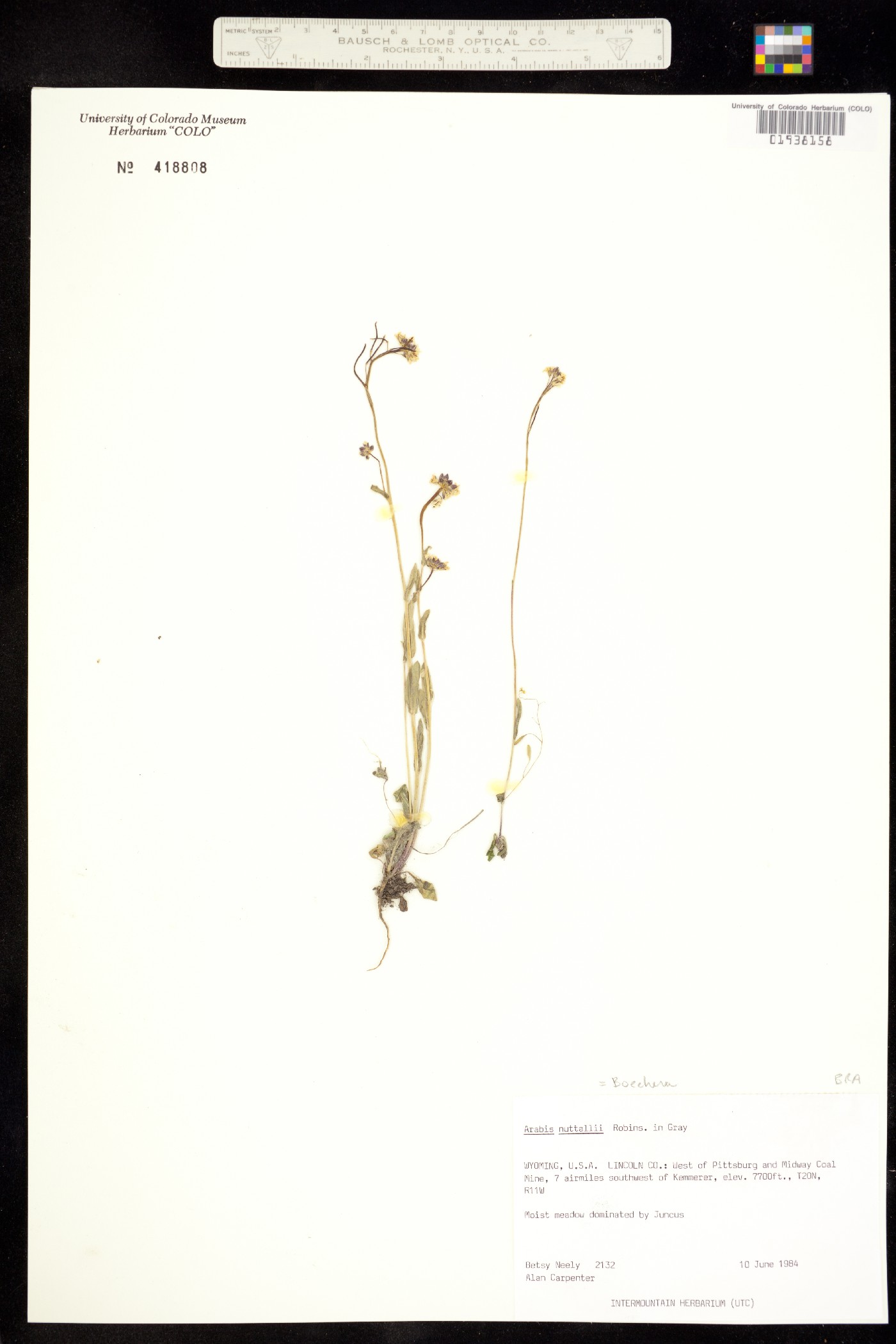 Arabis nuttallii image