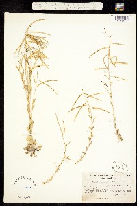 Boechera inyoensis image