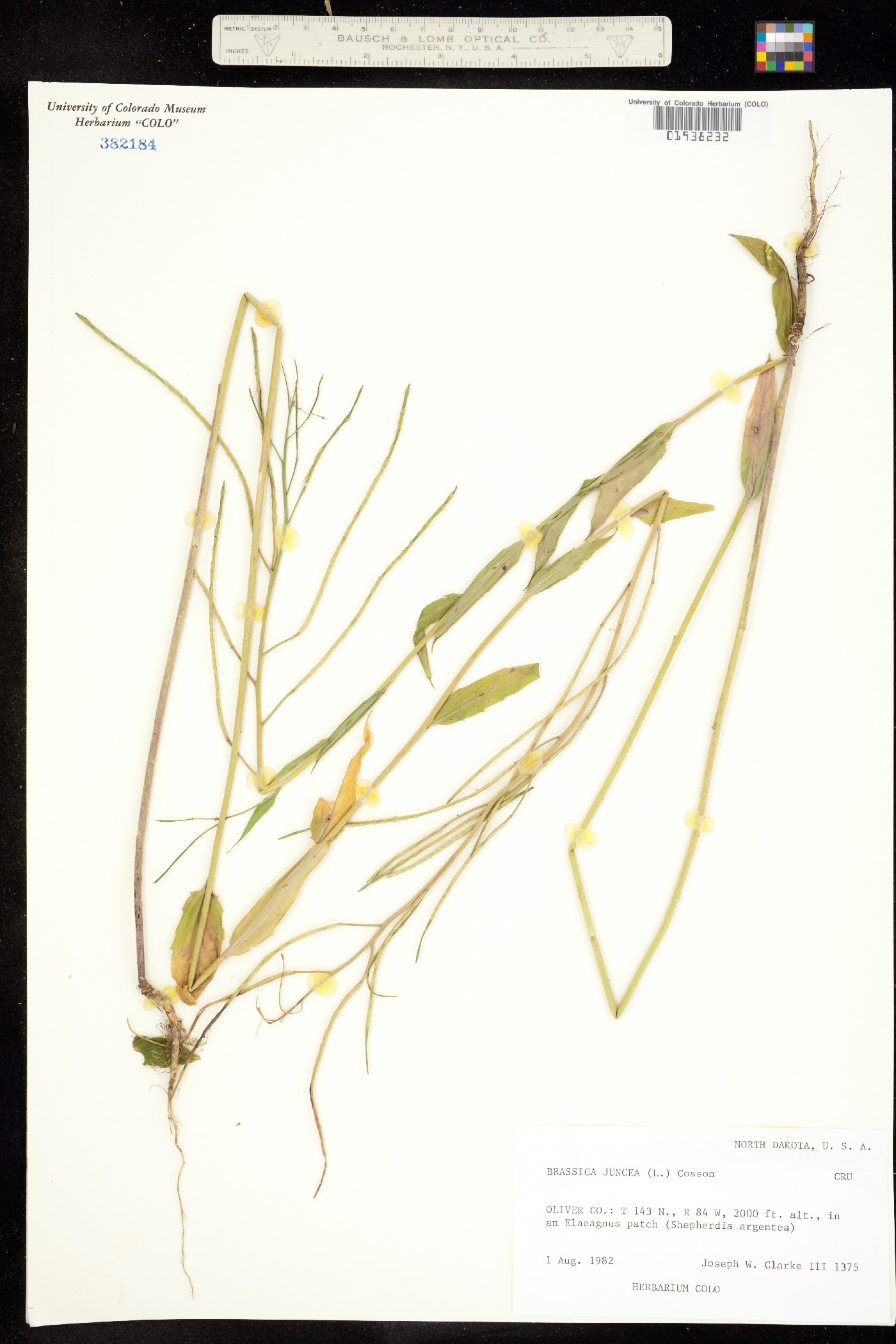 Brassica juncea image