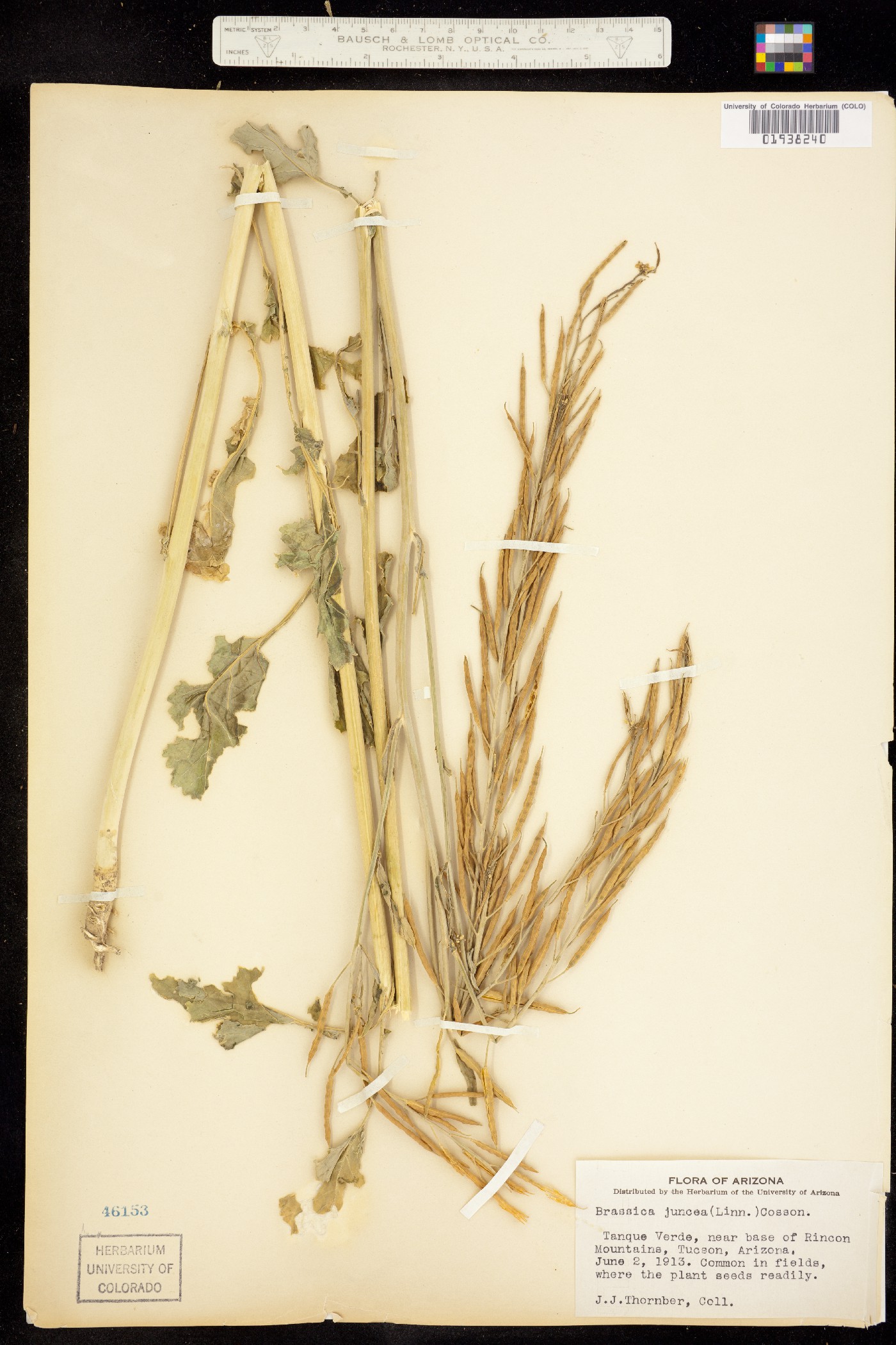 Brassica juncea image