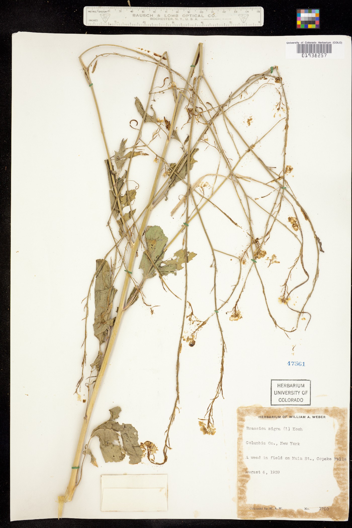 Brassica juncea image