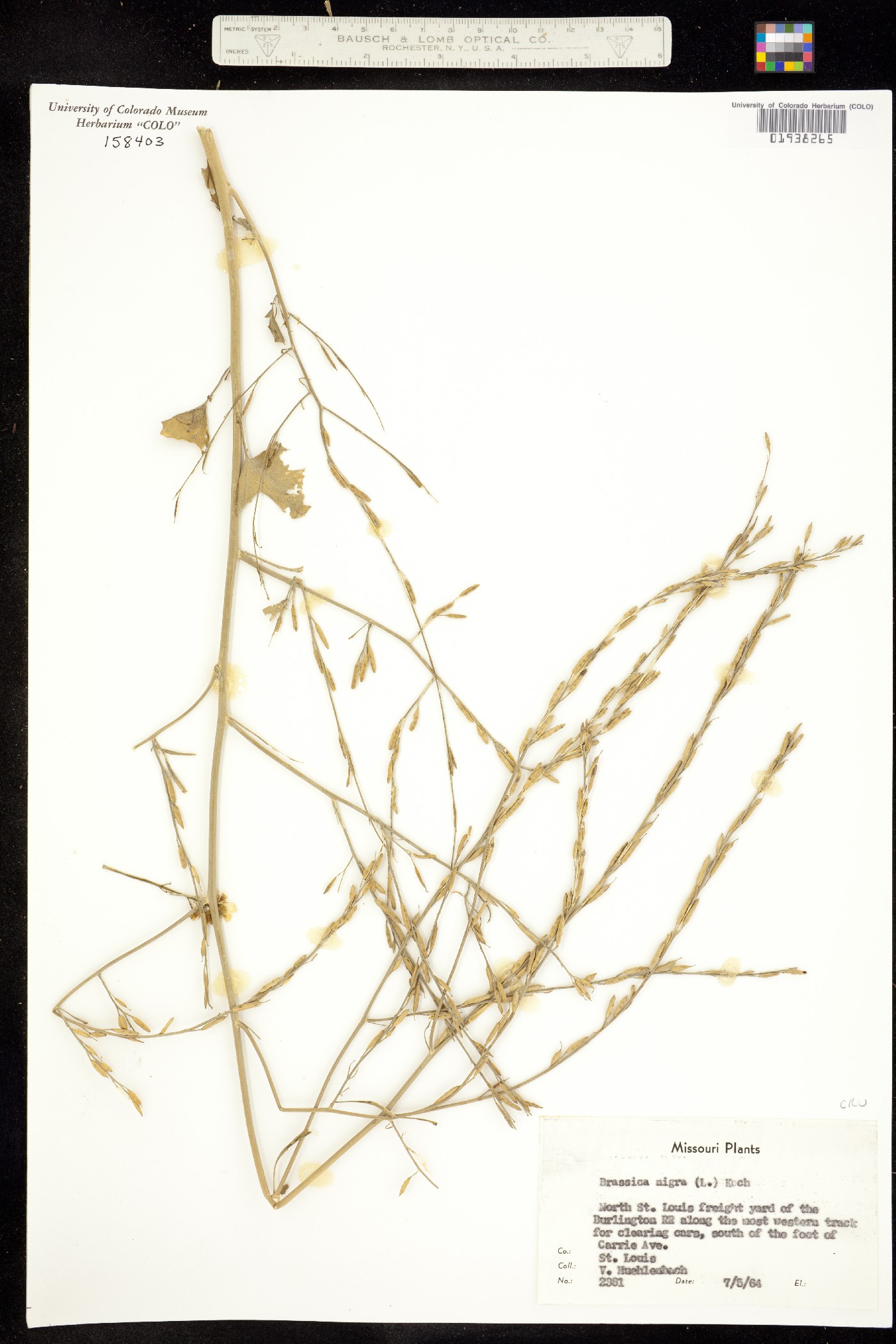 Brassica juncea image