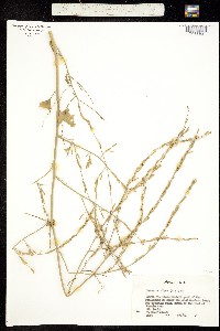 Brassica juncea image